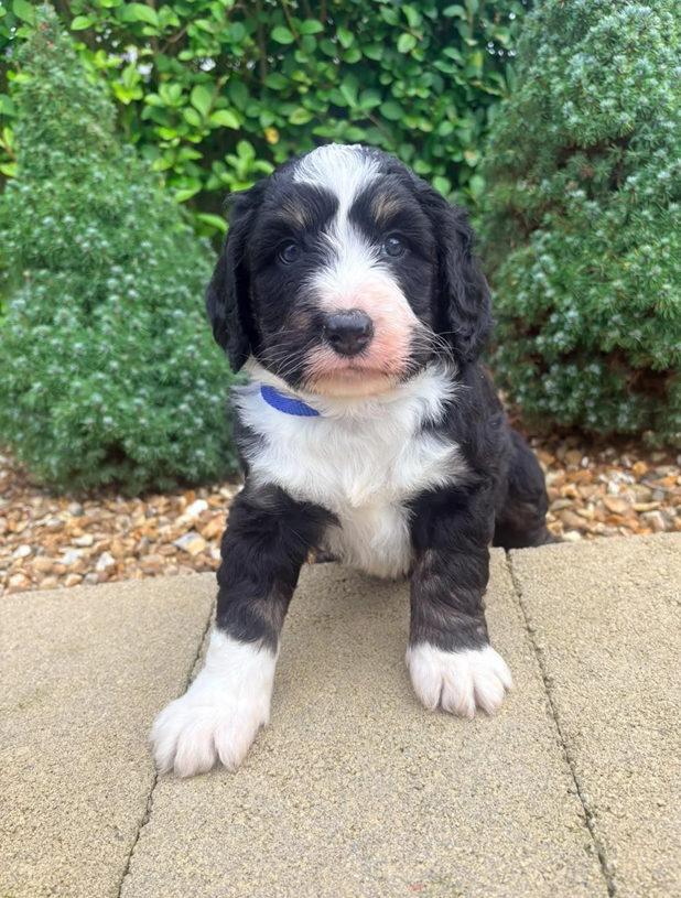 Bernedoodle Puppies For Sale image 2