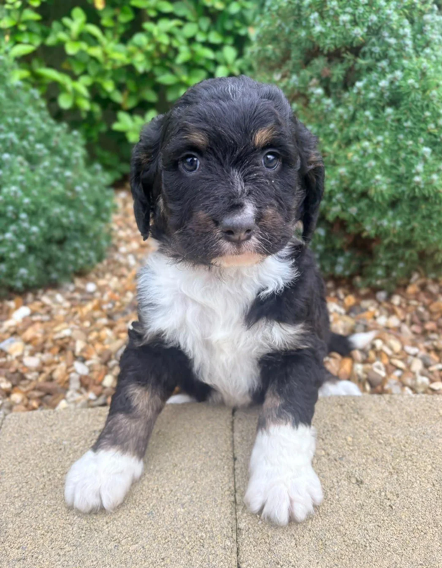 Bernedoodle Puppies For Sale image 3