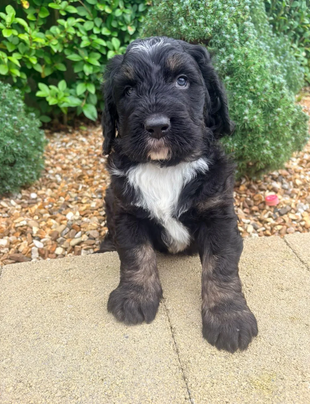 Bernedoodle Puppies For Sale image 4
