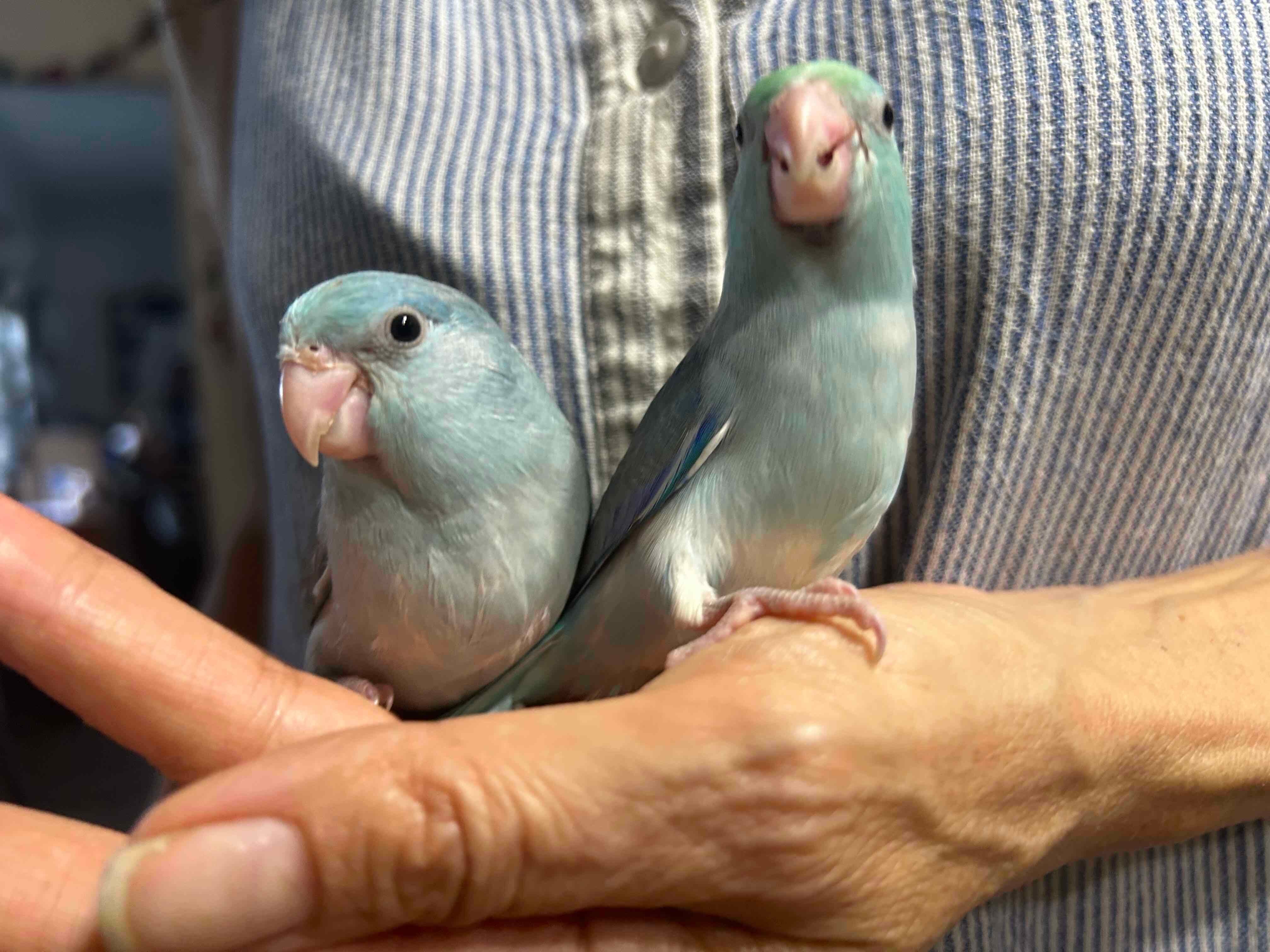 3 Parrotlets image 2