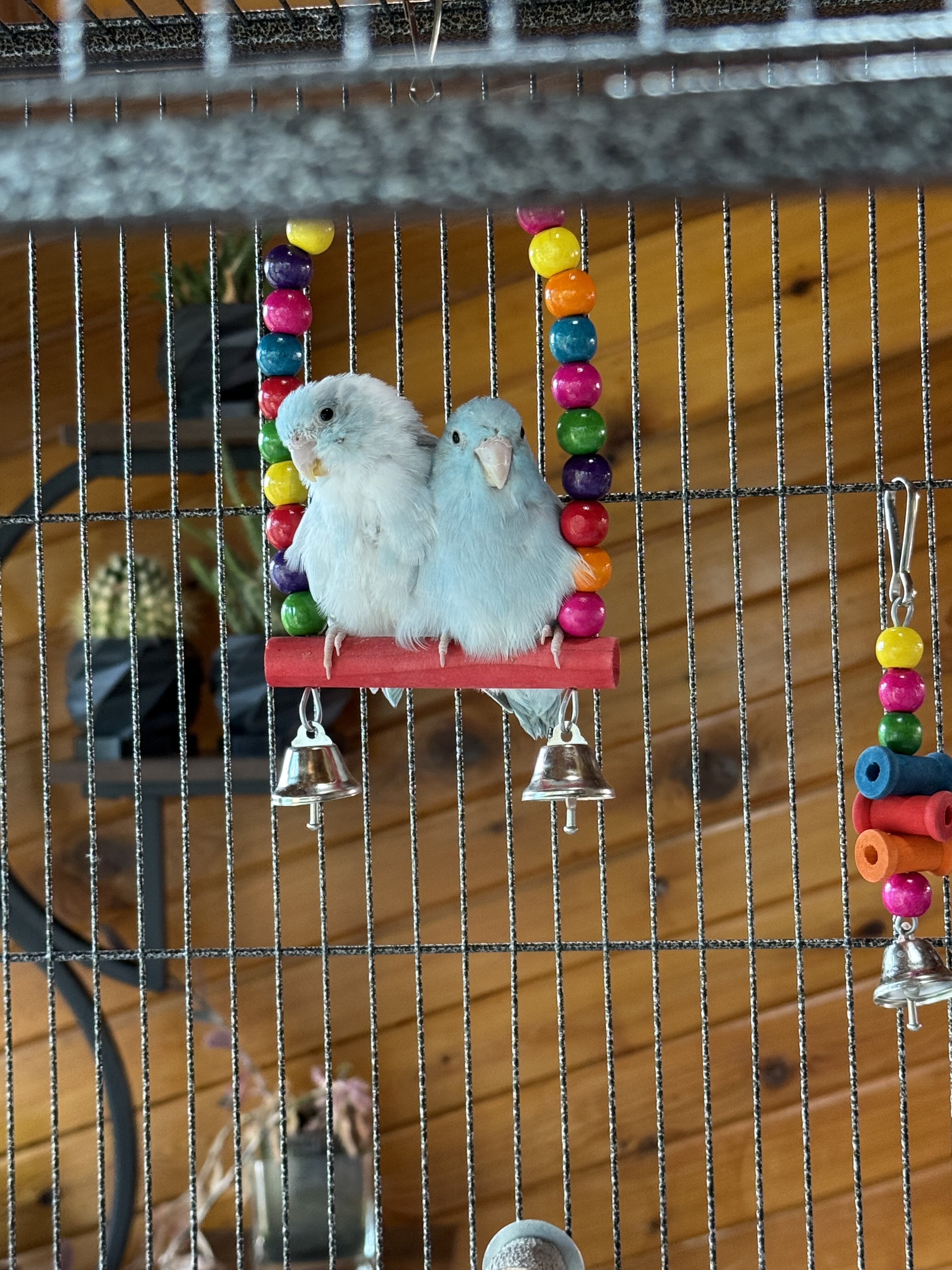 3 Parrotlets image 1