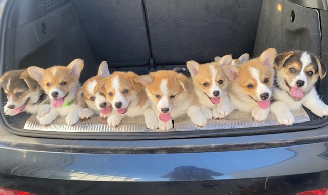 Pembroke Welsh Corgi Puppies Available. image 1
