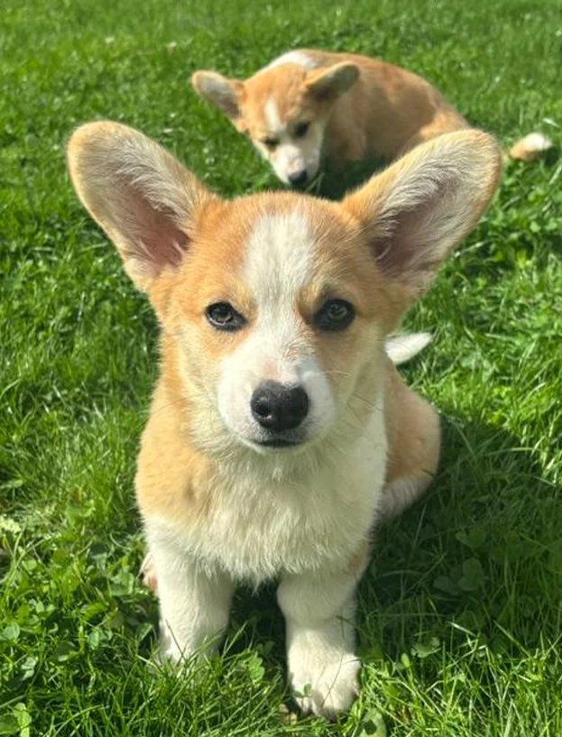 Pembroke Welsh Corgi Puppies Available. image 2