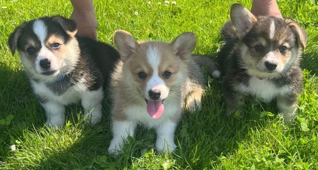 Pembroke Welsh Corgi Puppies Available. image 3
