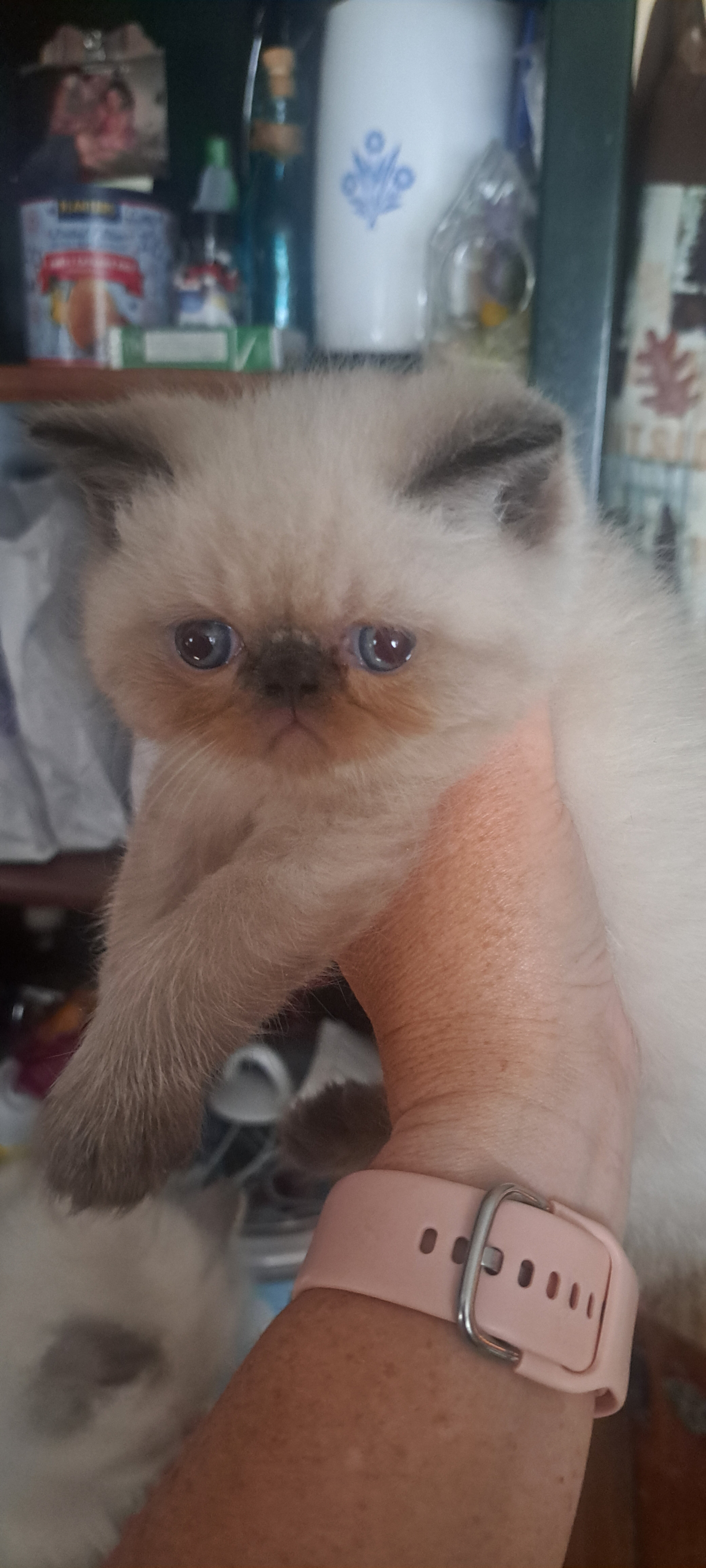 Male Persian Kitten image 1