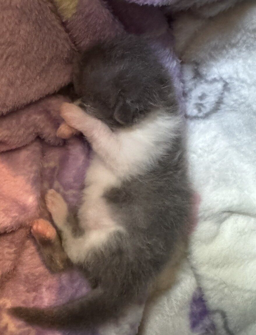 💙 BEAUTIFUL BLUE & WHITE PERSIAN KITTEN (ONLY 1) image 2