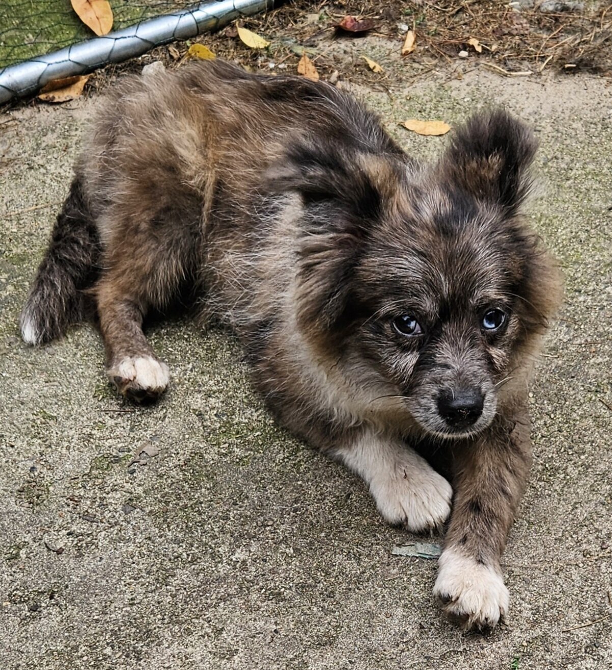 Pomchi image 4