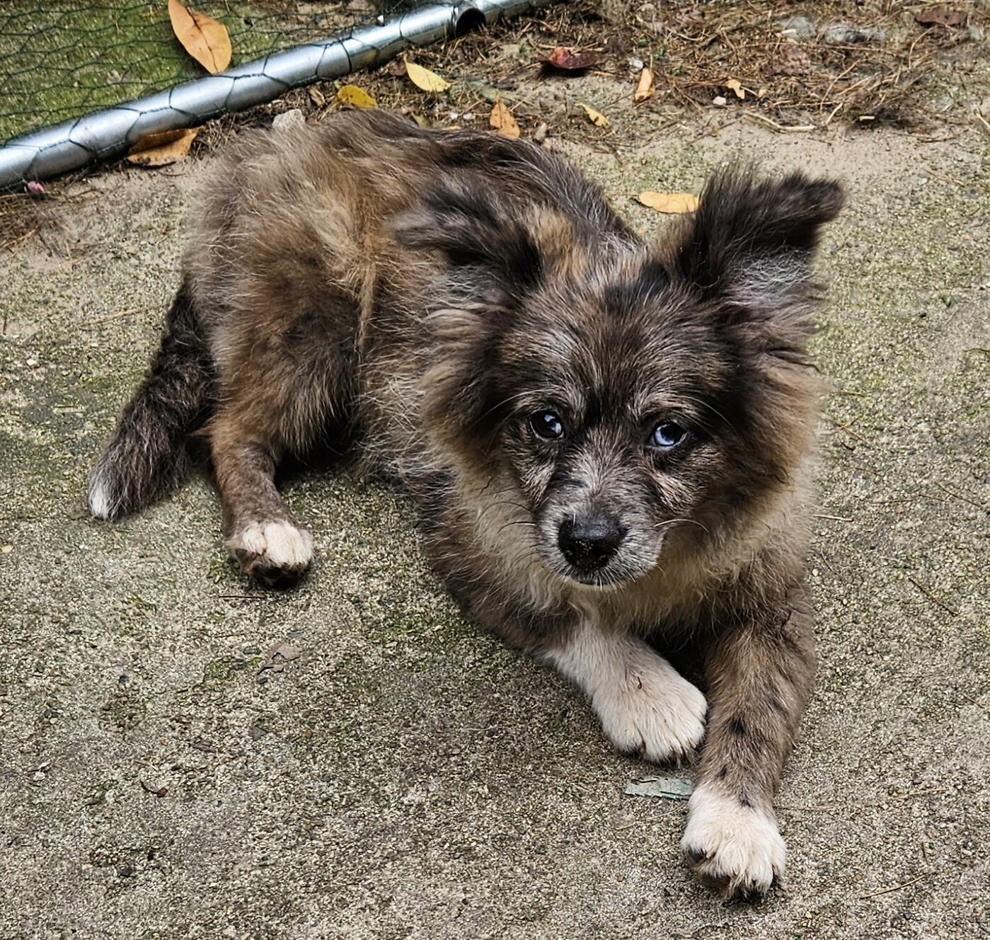 Pomchi image 3