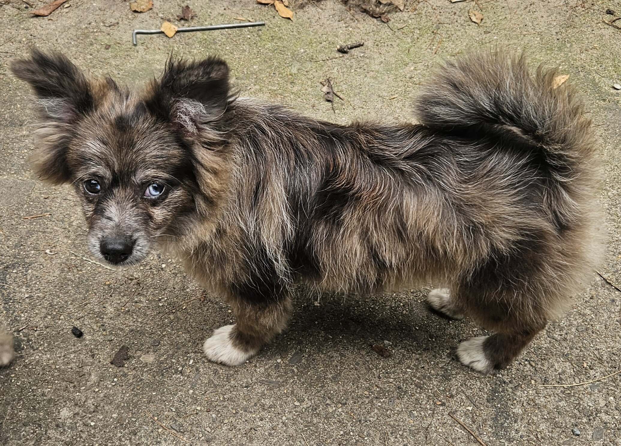 Pomchi image 2