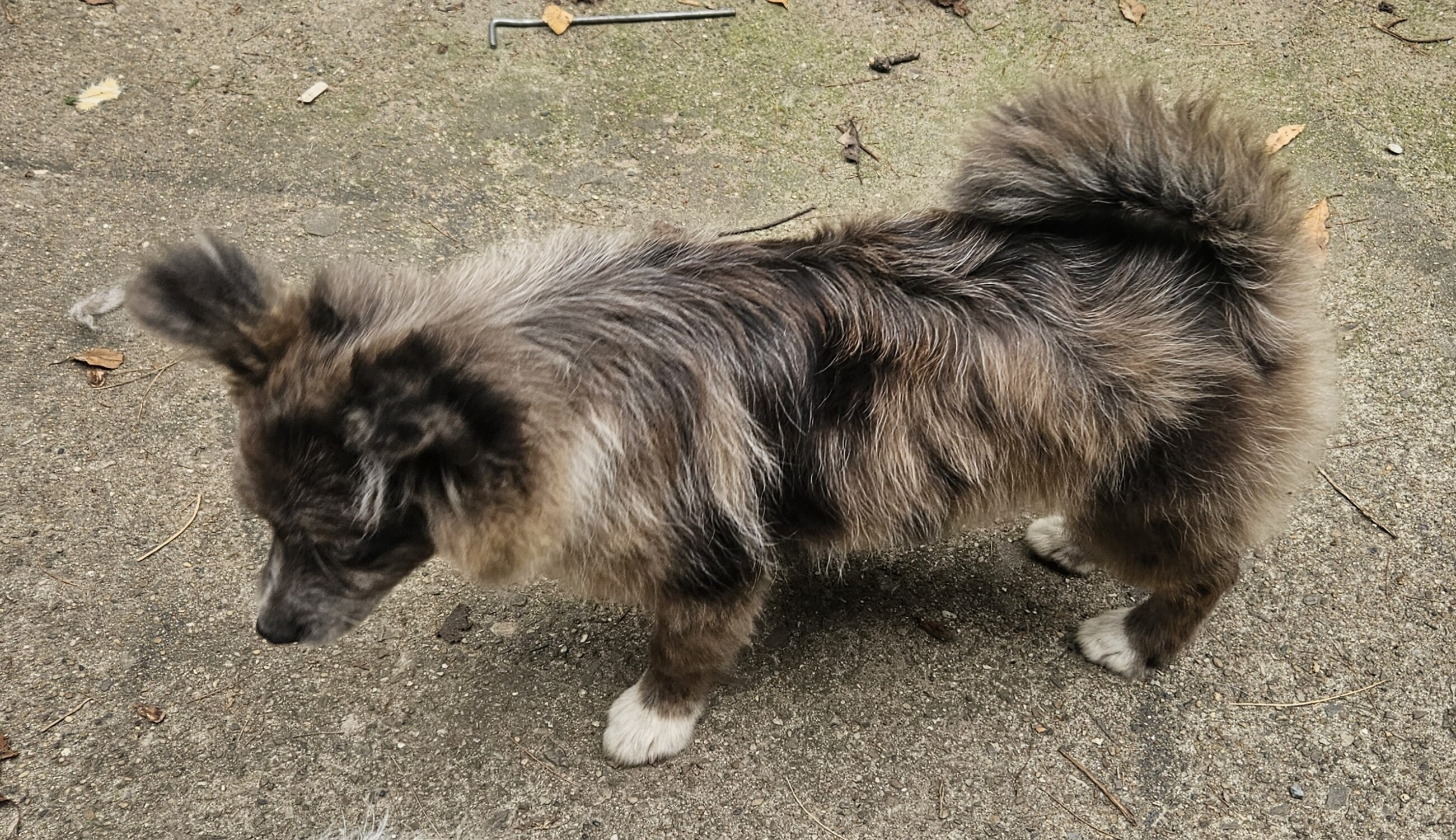 Pomchi image 1