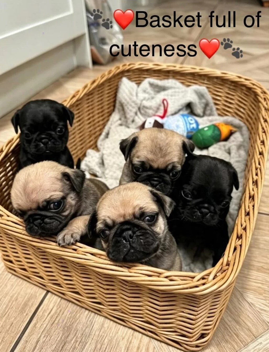 Last two! Beautiful KC Registered Pug Puppies image 1