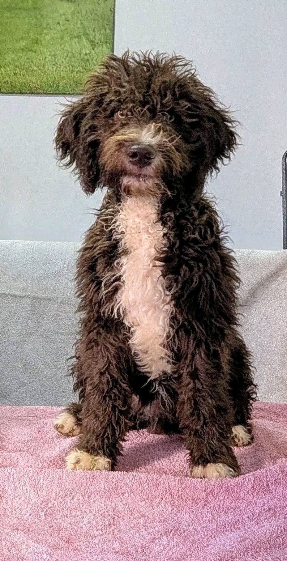 Spanish Water Dog Puppies On the go image 3