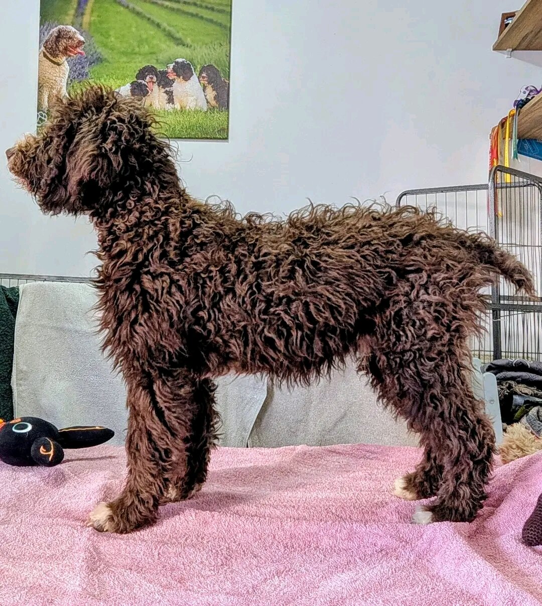 Spanish Water Dog Puppies On the go image 2