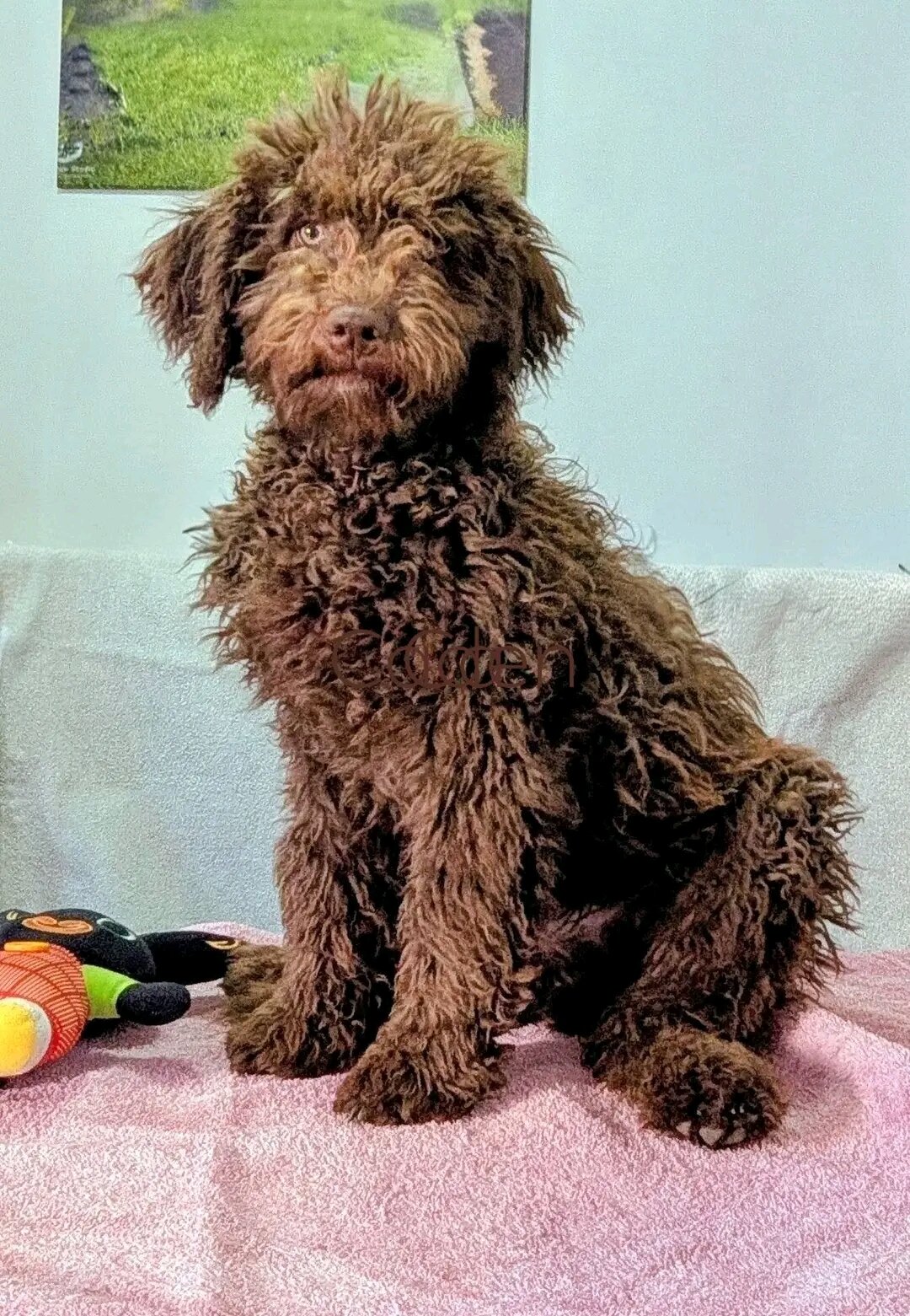 Spanish Water Dog Puppies On the go image 1