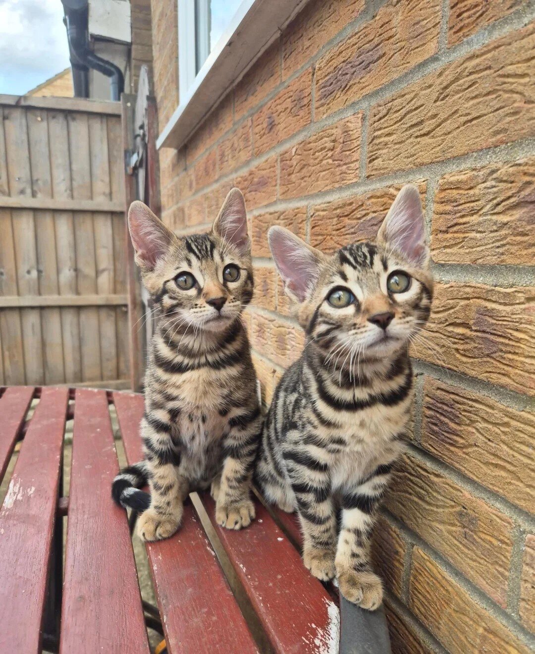 Brown Charcoal Bengals – Girl & Boy – Reserve image 1