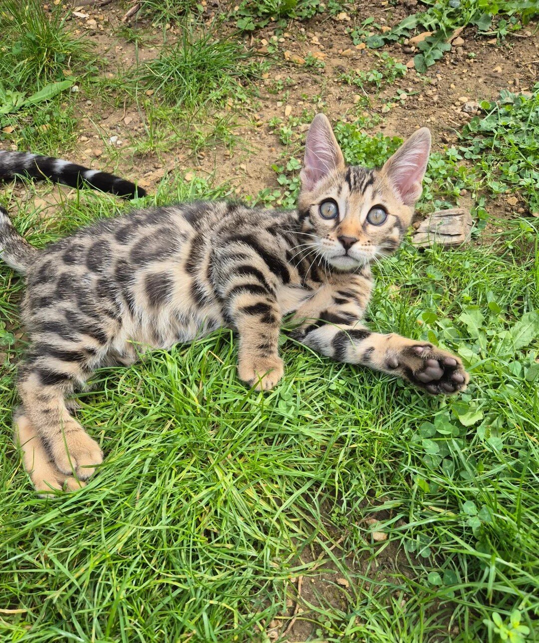 Brown Charcoal Bengals – Girl & Boy – Reserve image 2