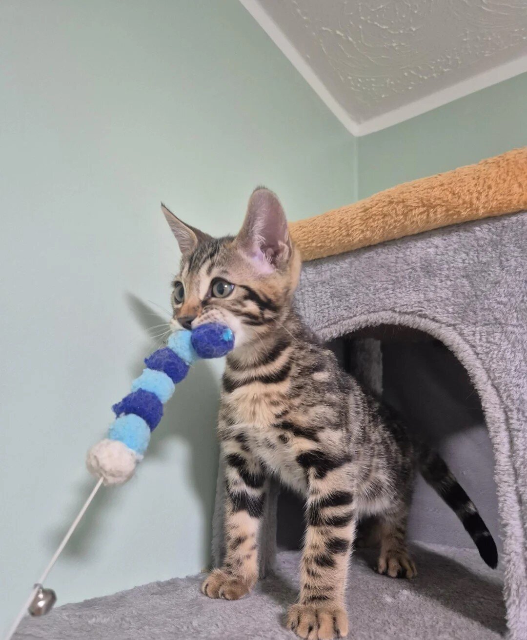 Brown Charcoal Bengals – Girl & Boy – Reserve image 3