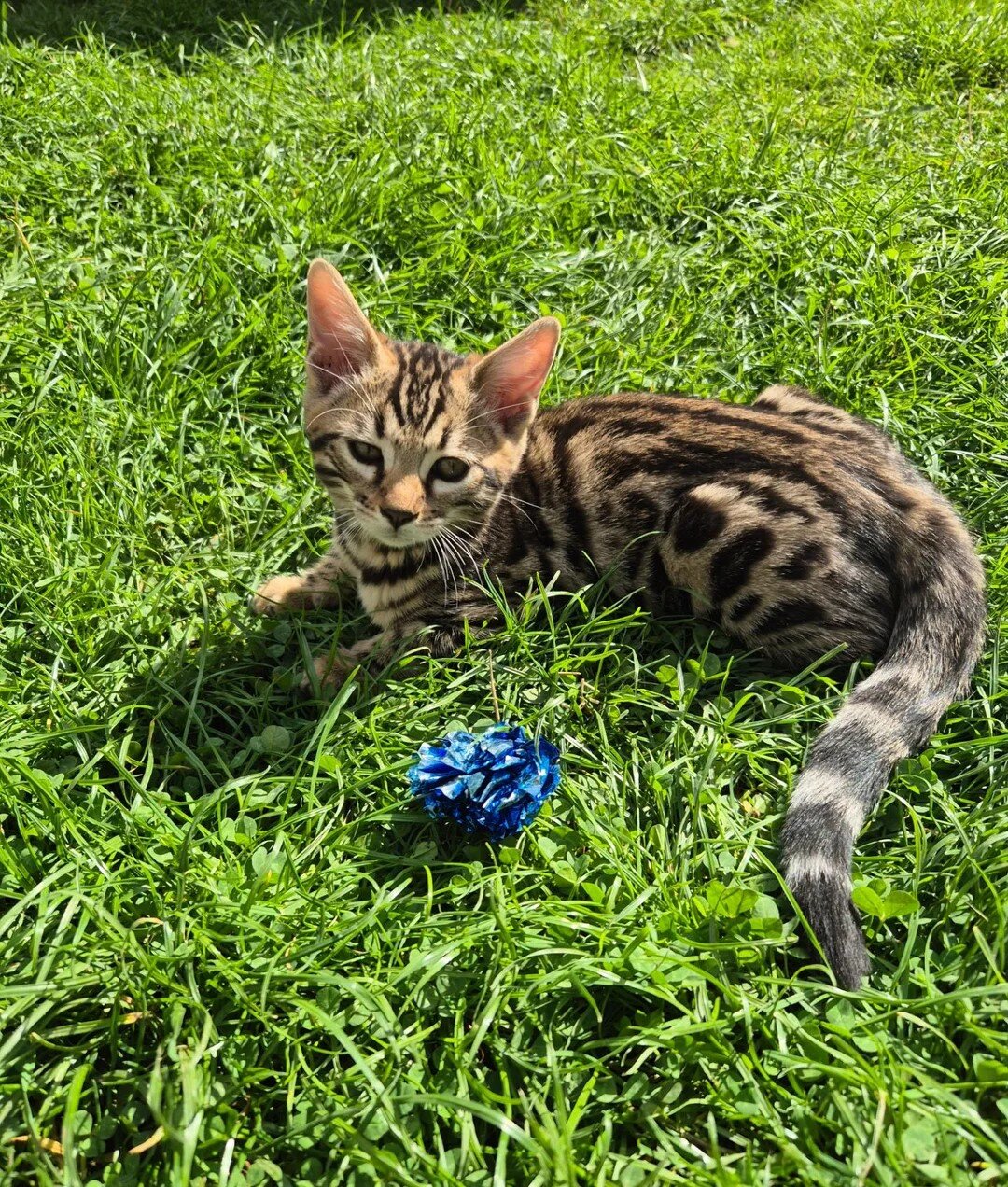 Brown Charcoal Bengals – Girl & Boy – Reserve image 4