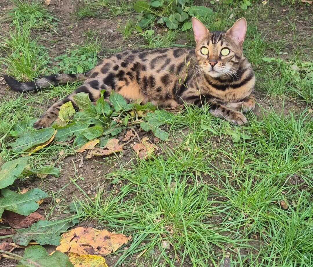 Brown Charcoal Bengals – Girl & Boy – Reserve image 5