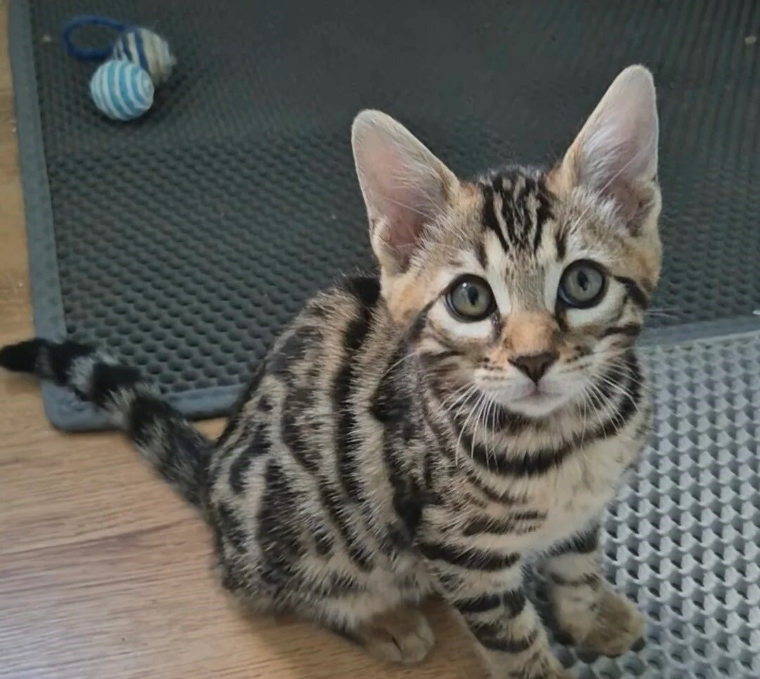 Brown Charcoal Bengals – Girl & Boy – Reserve image 6