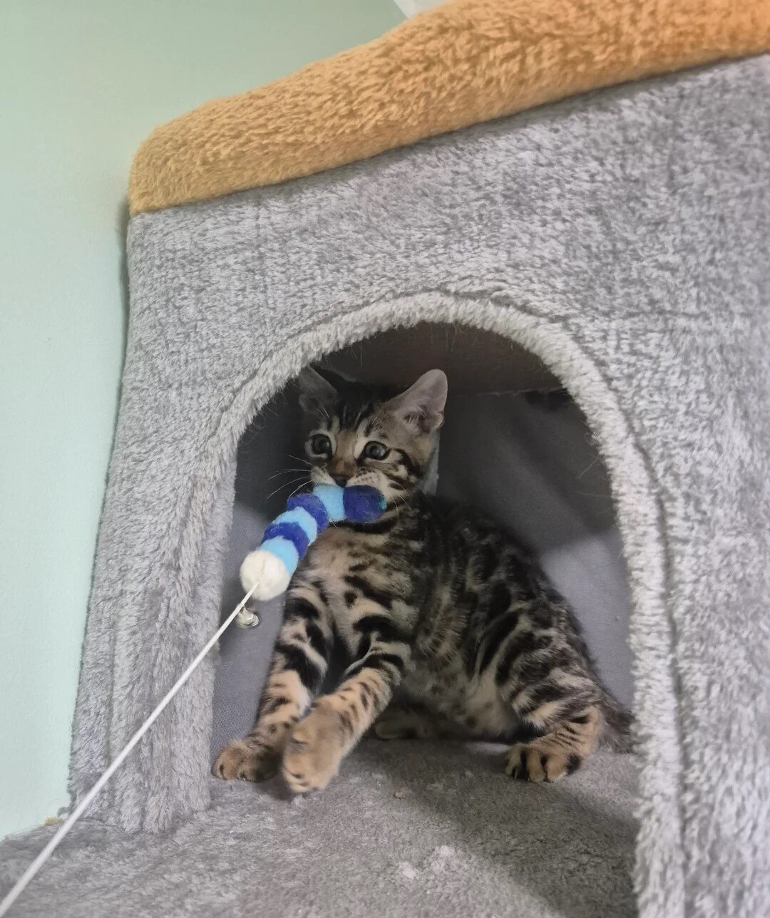 Brown Charcoal Bengals – Girl & Boy – Reserve image 7
