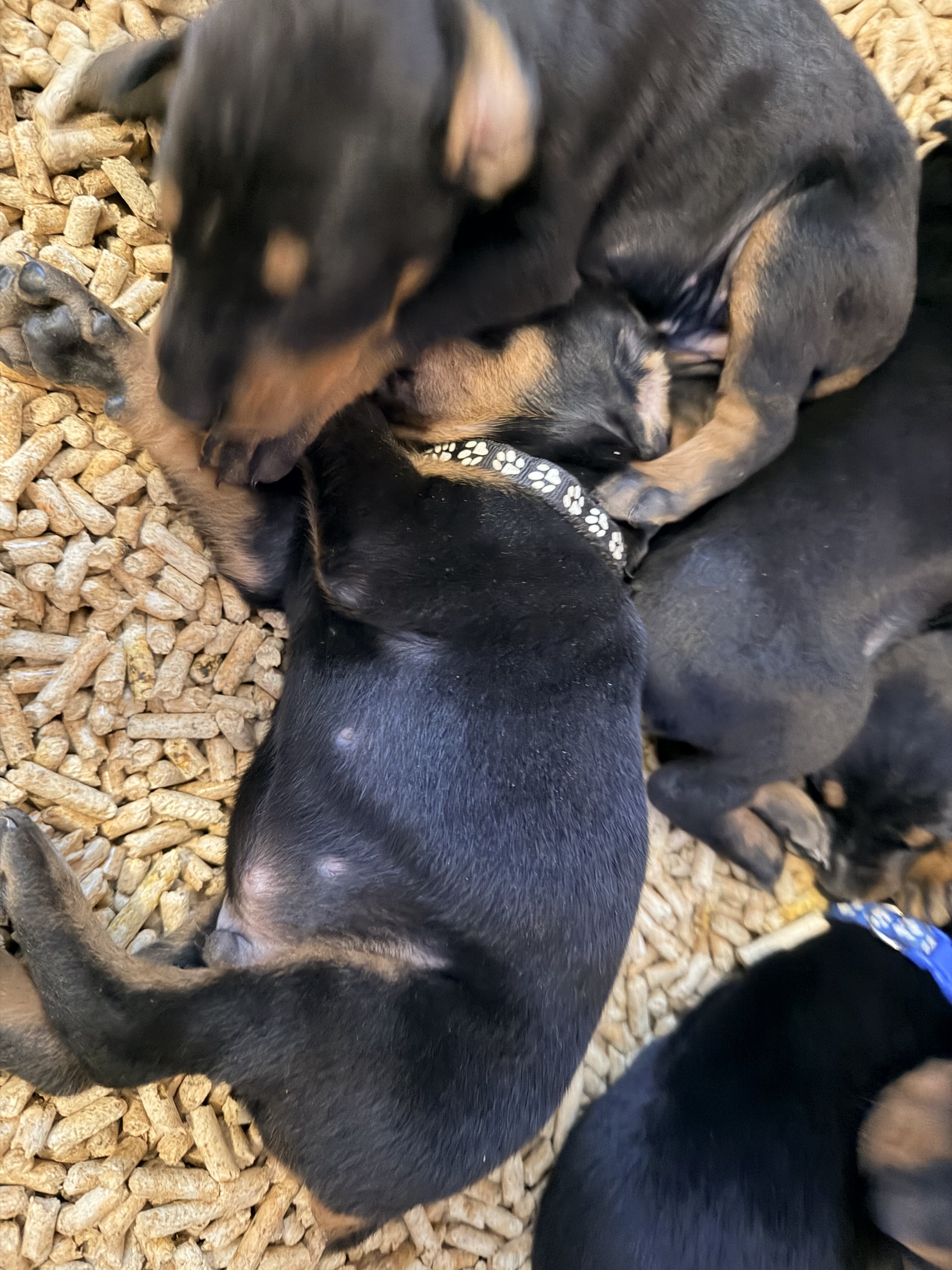 Doberman puppies black and rust image 1
