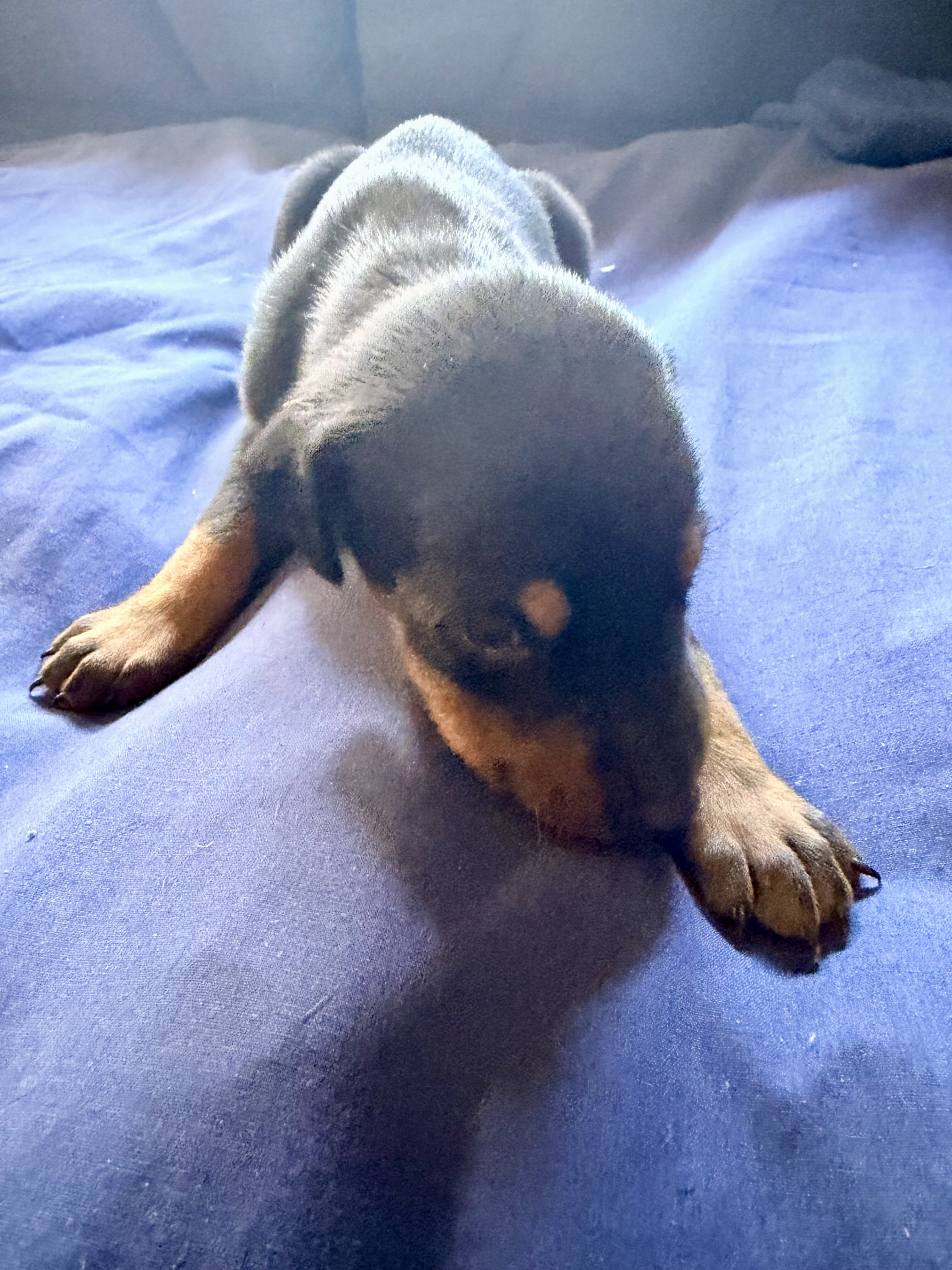 Doberman puppies black and rust image 8