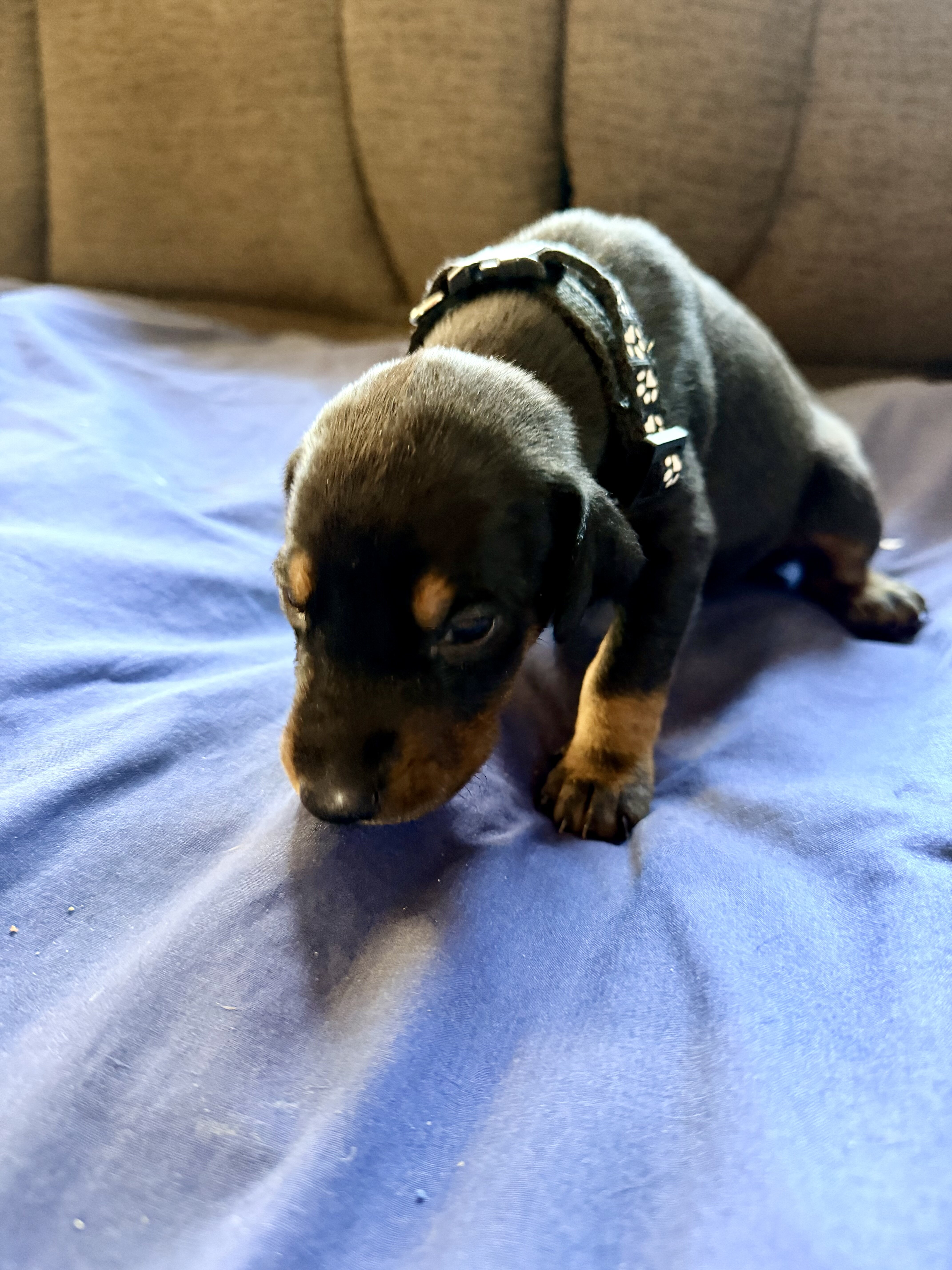 Doberman puppies black and rust image 7