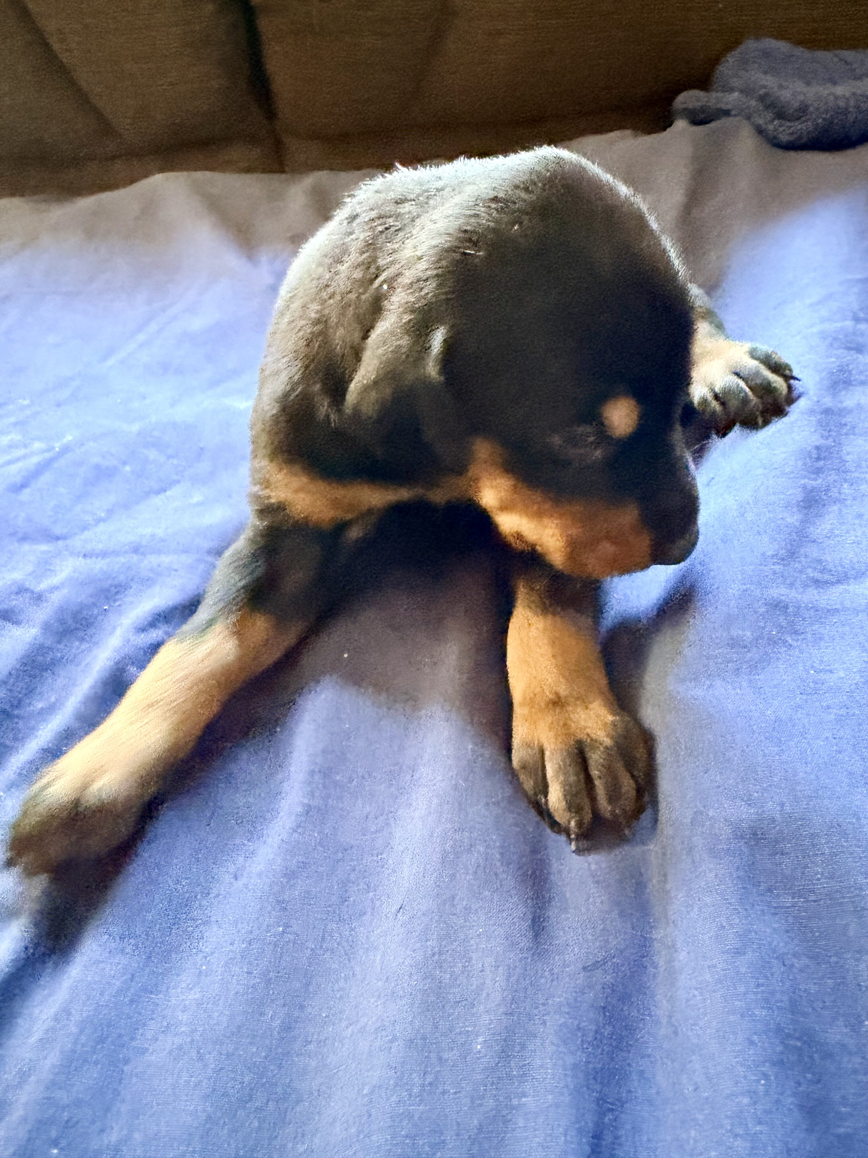 Doberman puppies black and rust image 6