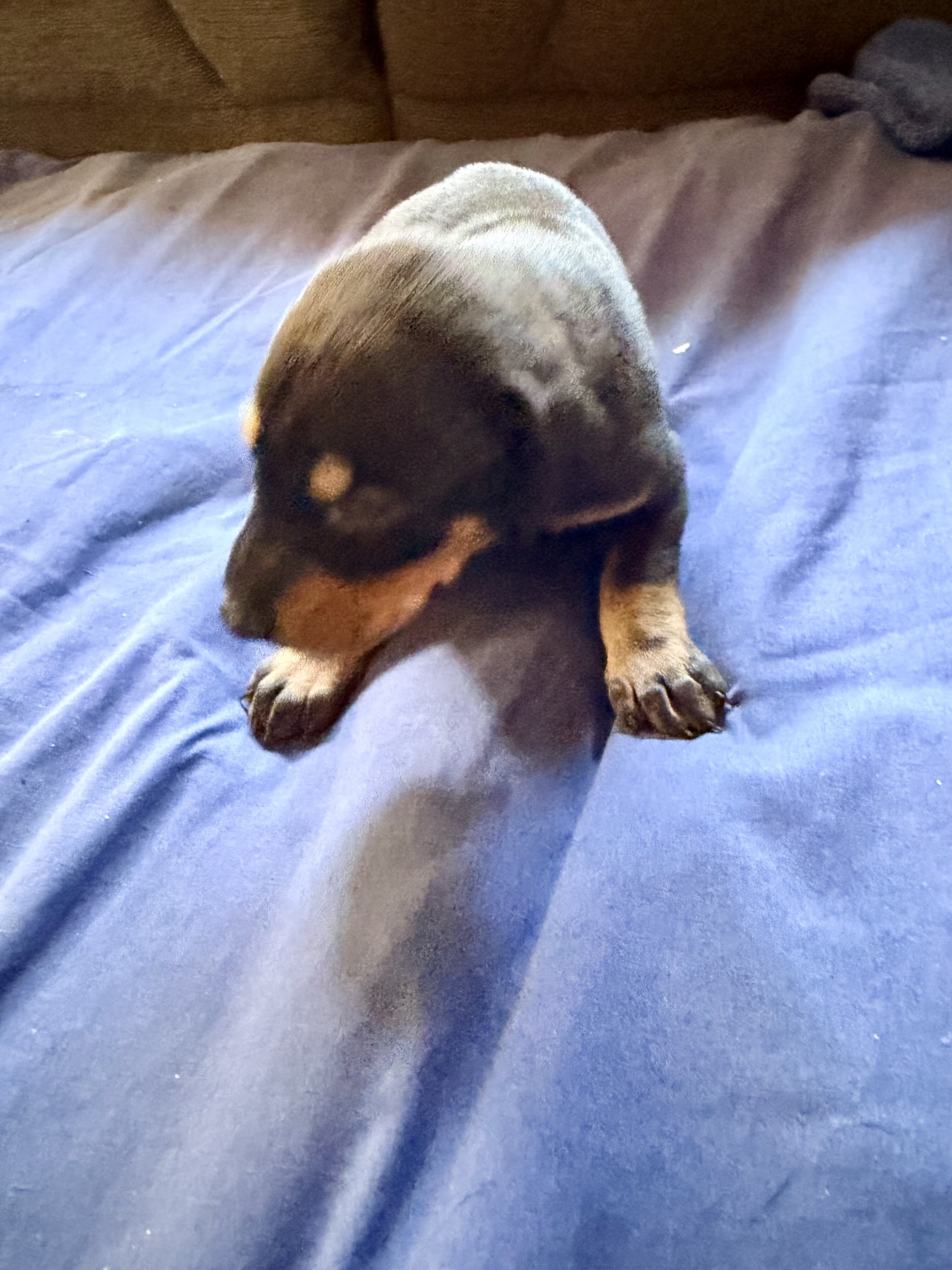Doberman puppies black and rust image 5