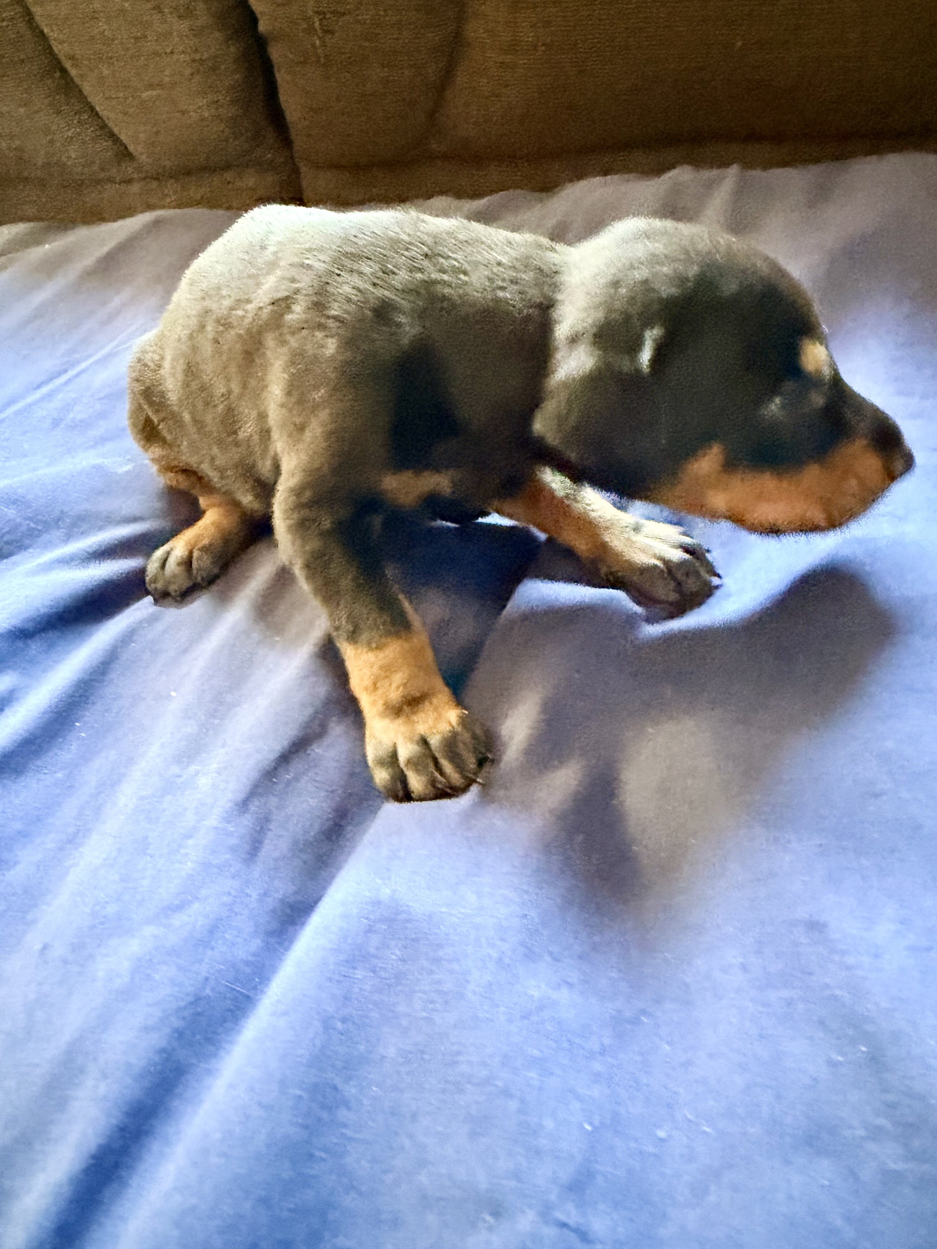 Doberman puppies black and rust image 4