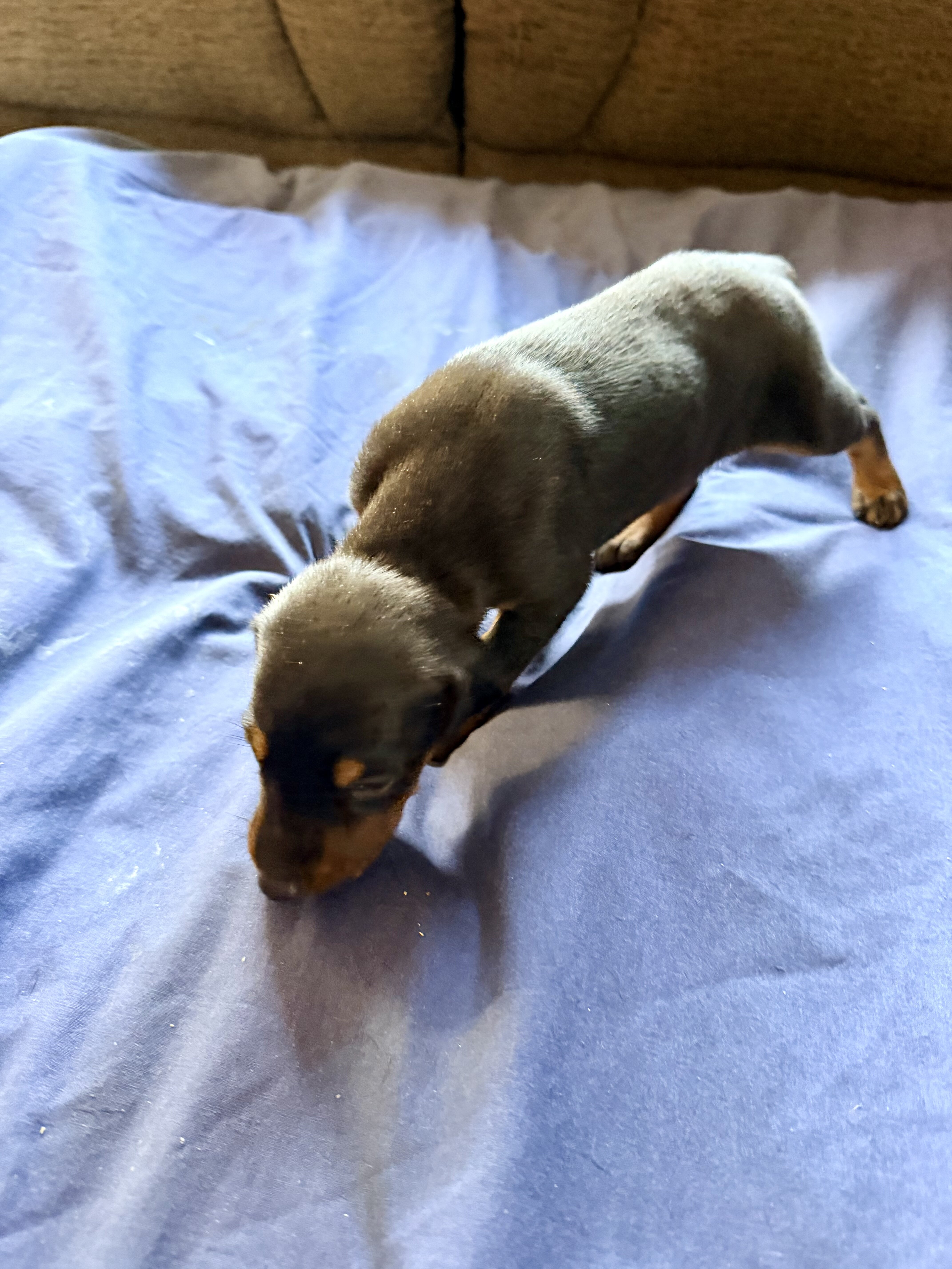Doberman puppies black and rust image 3