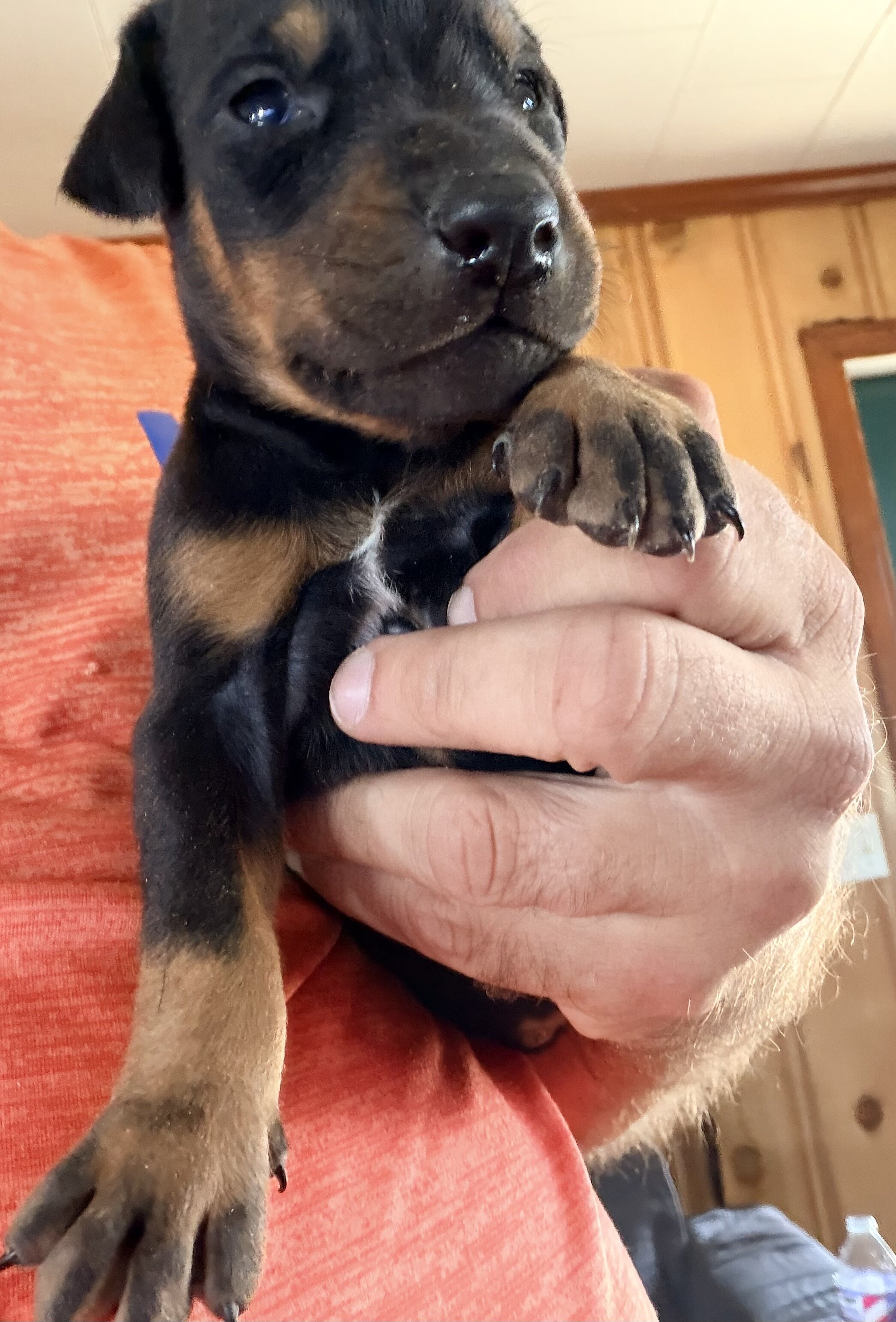 Doberman puppies black and rust image 2