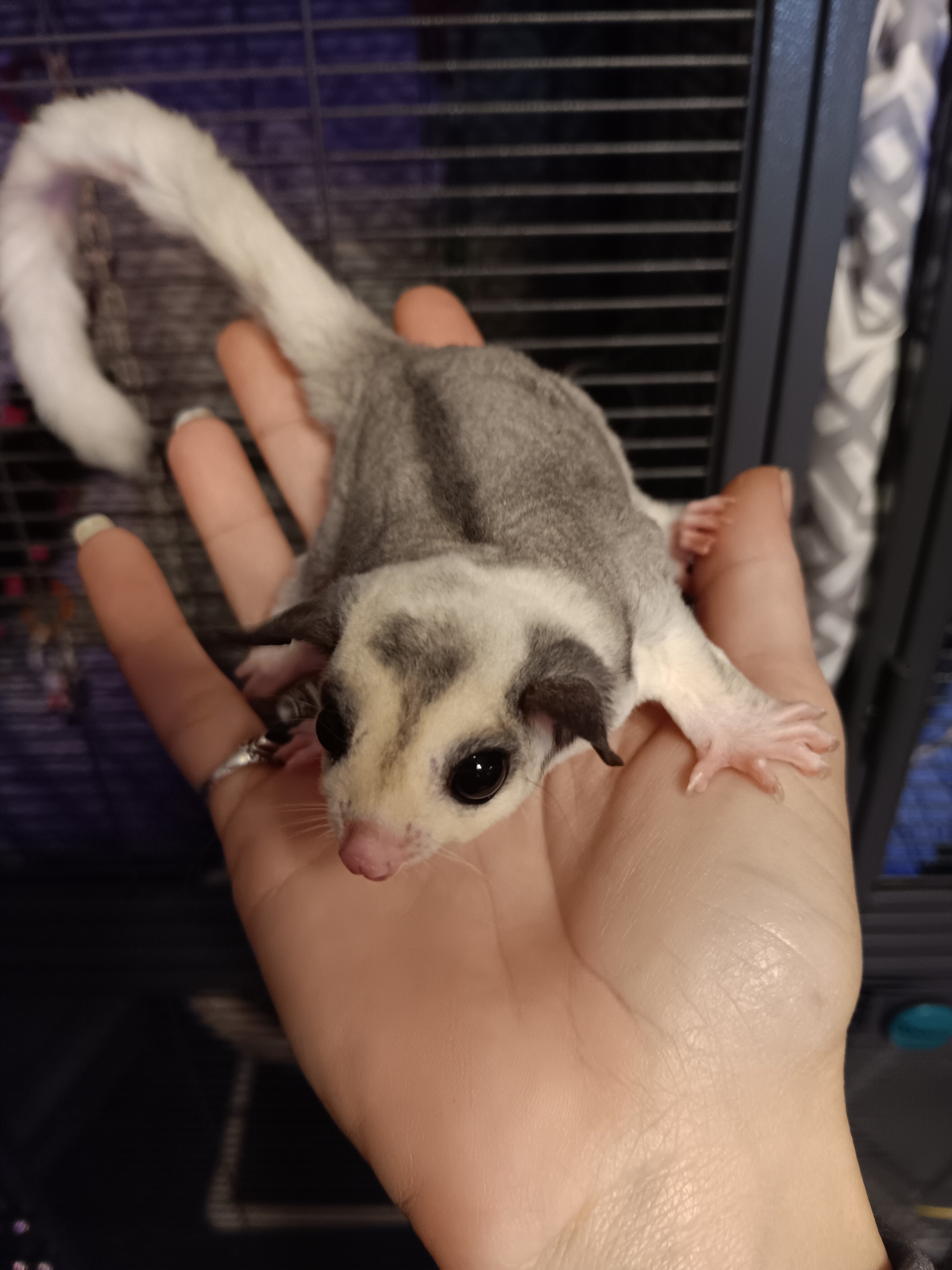 Sugar Gliders image 5