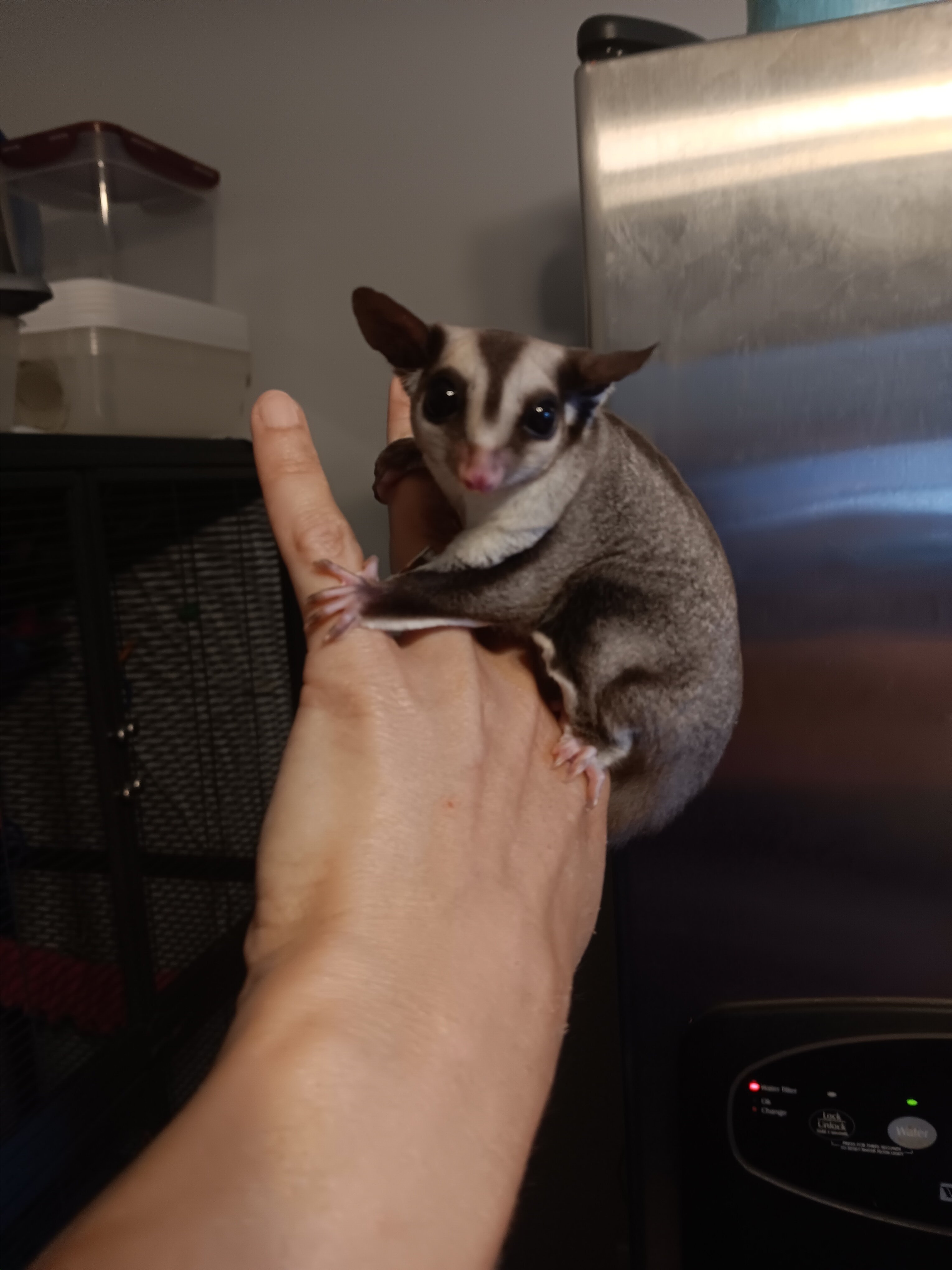 Sugar Gliders image 4