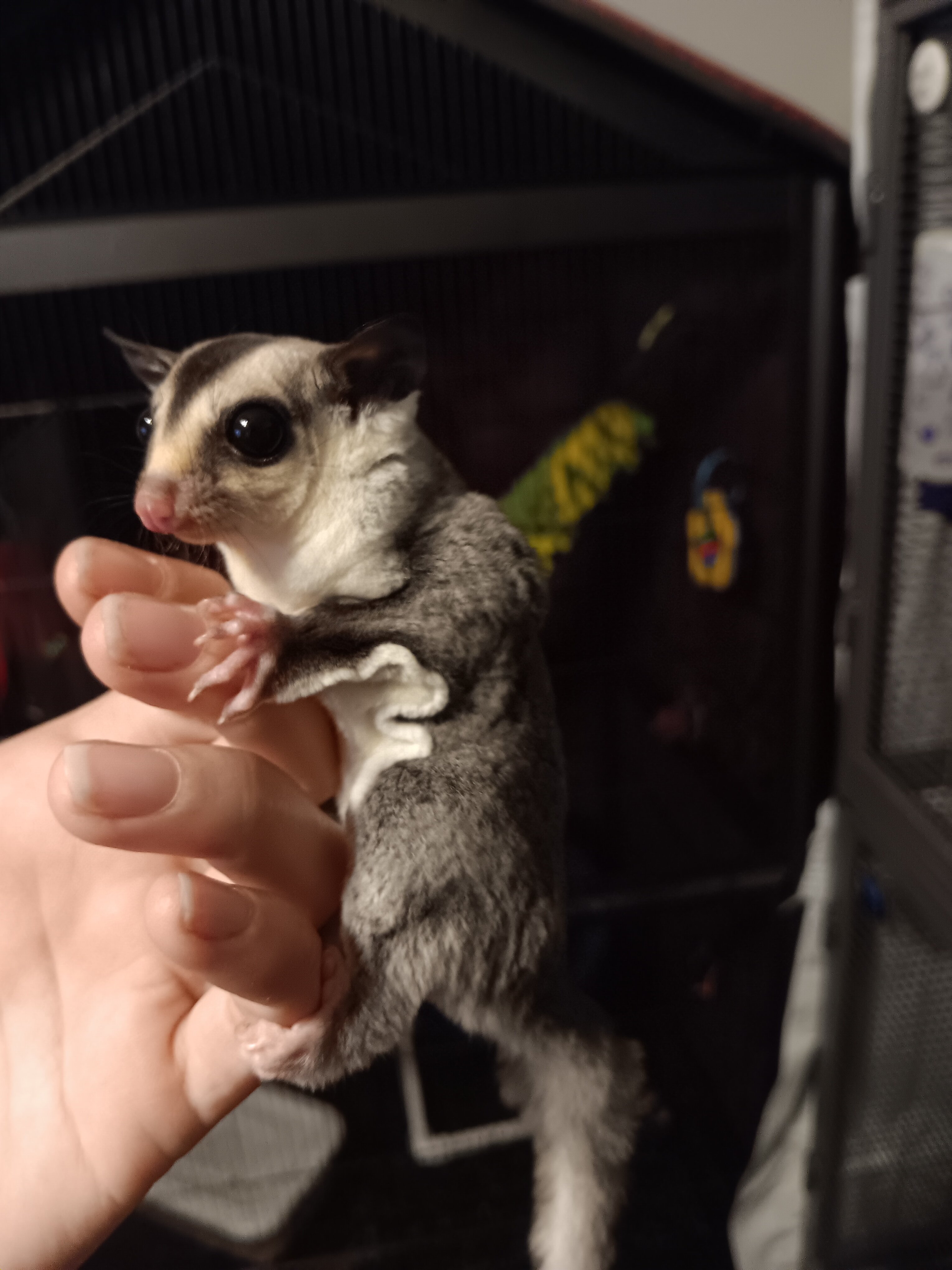 Sugar Gliders image 3