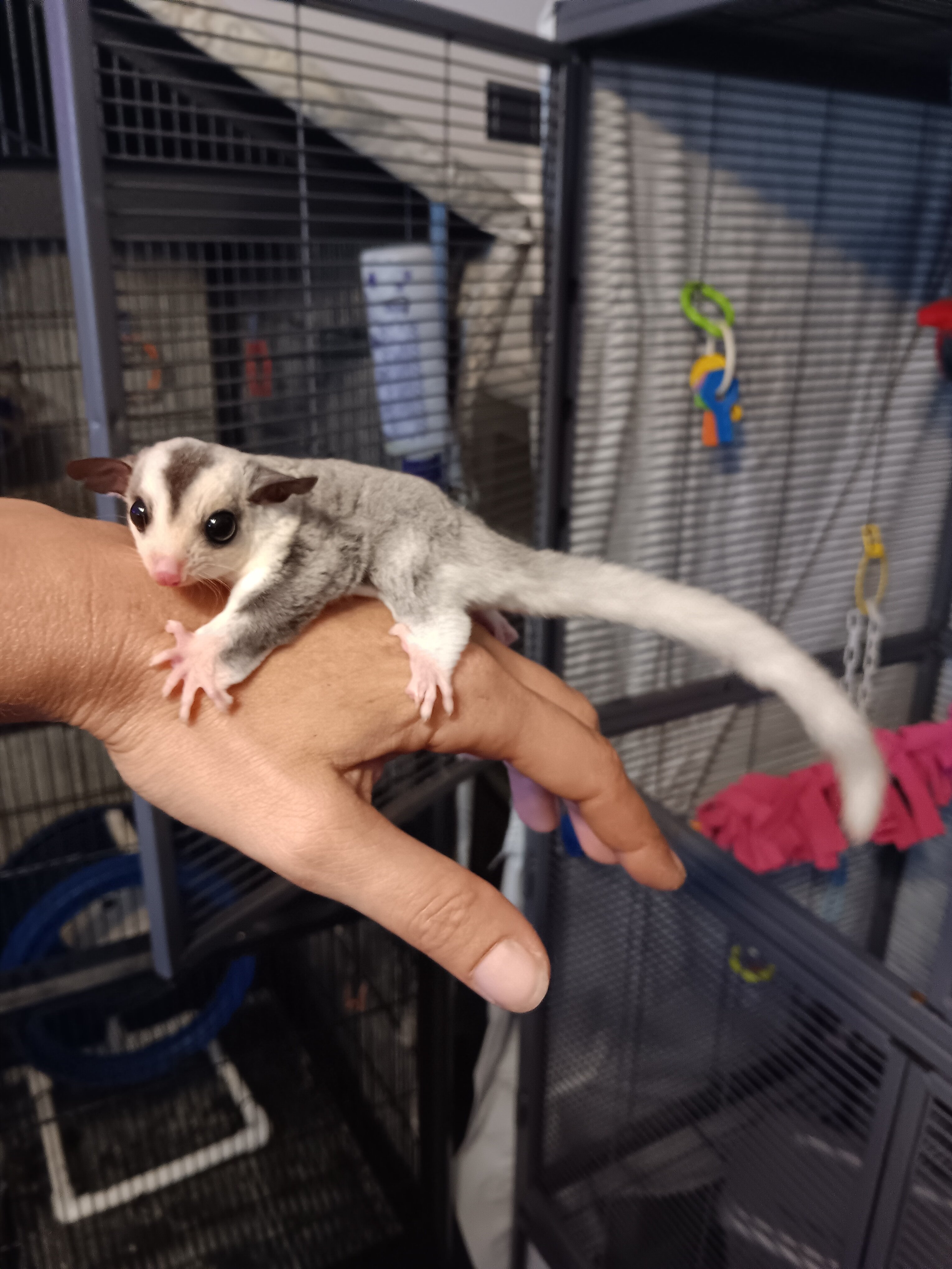 Sugar Gliders image 2