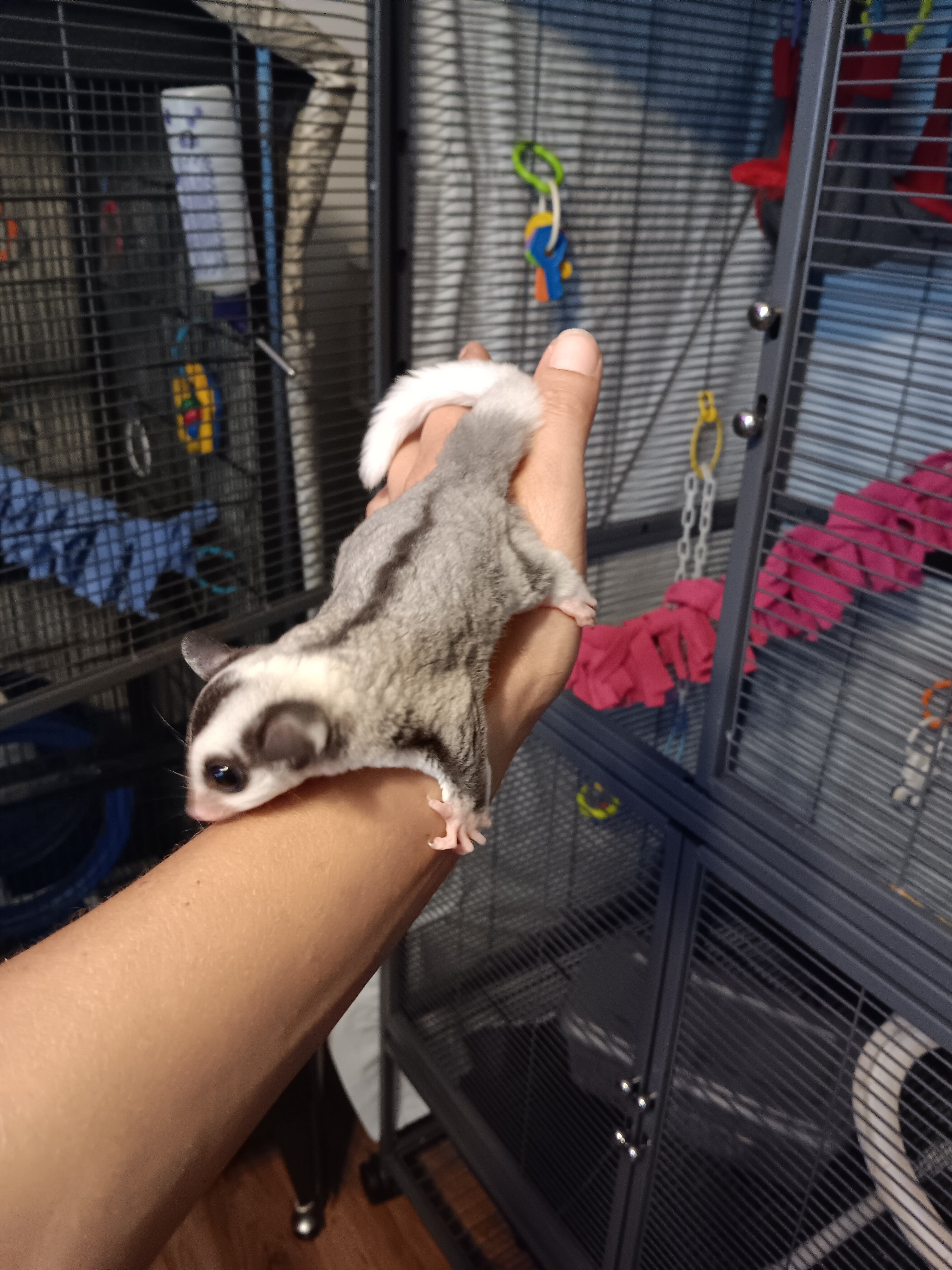 Sugar Gliders image 1