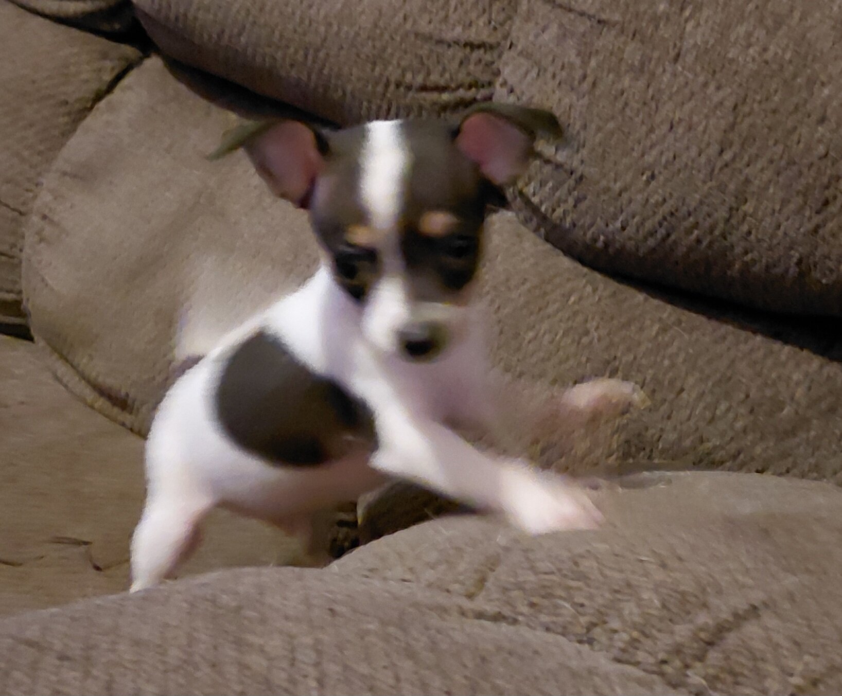 chihuahua mix puppies image 2
