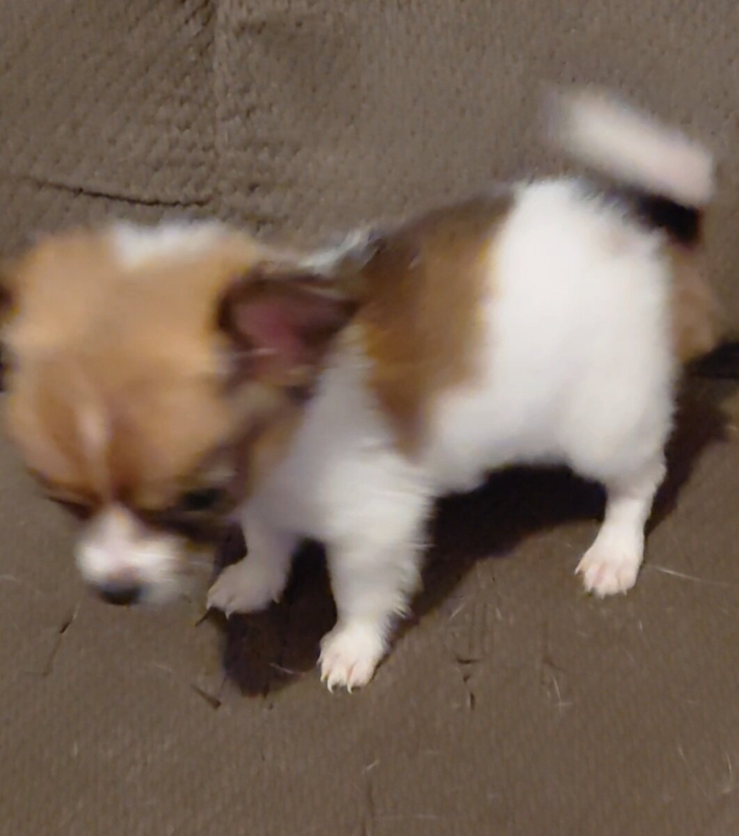 chihuahua mix puppies image 4