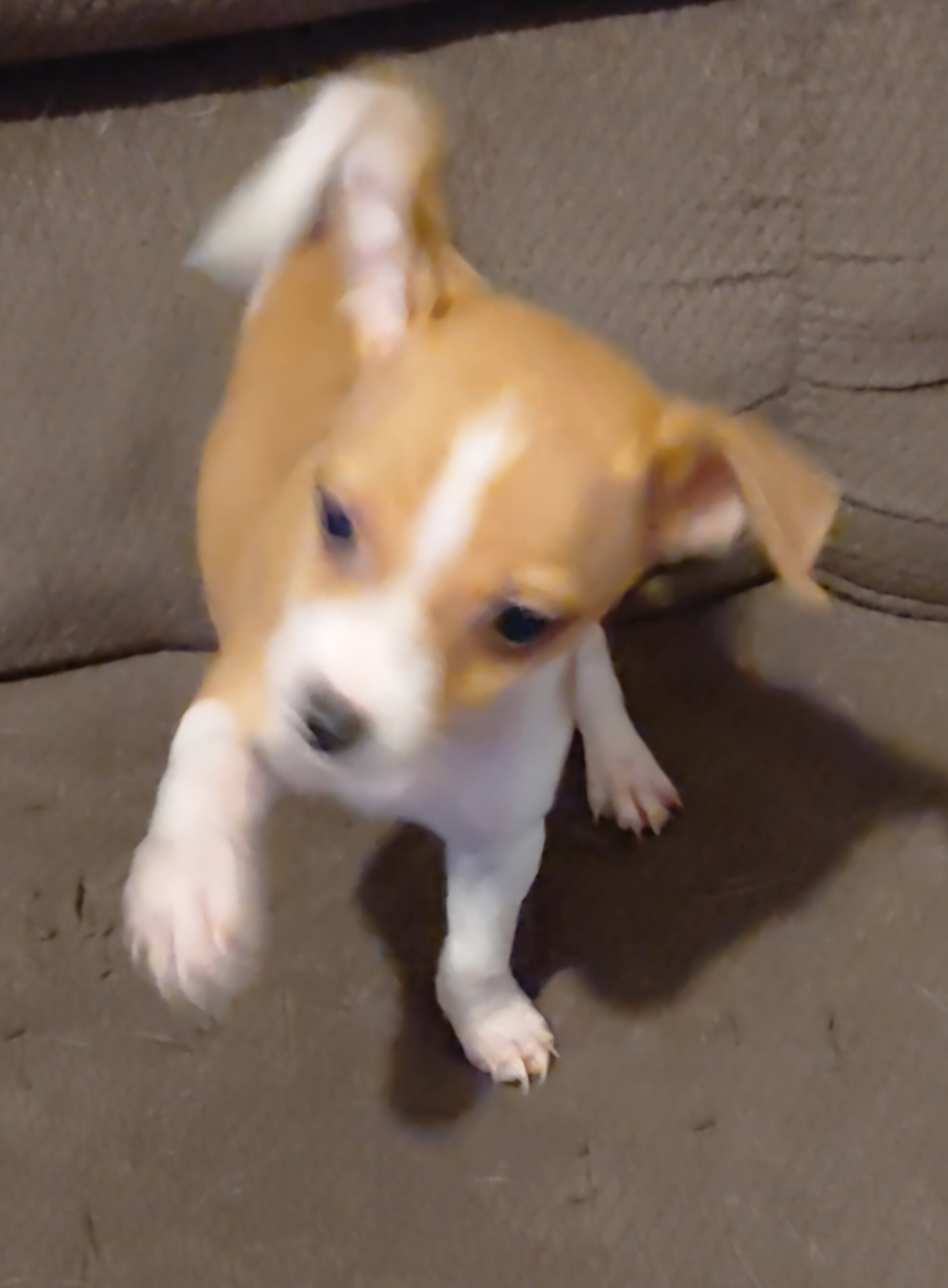 chihuahua mix puppies image 3