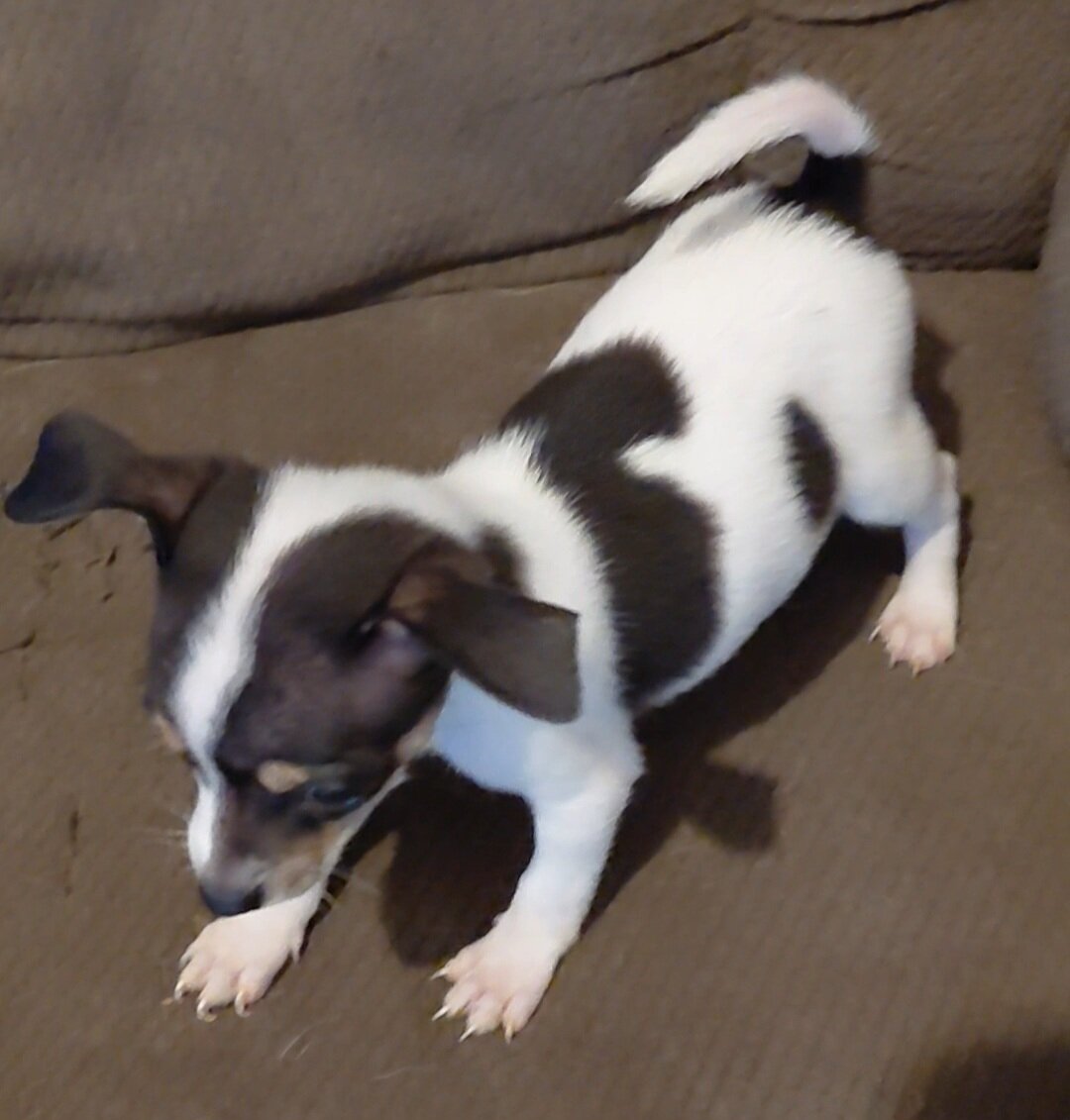 chihuahua mix puppies image 1
