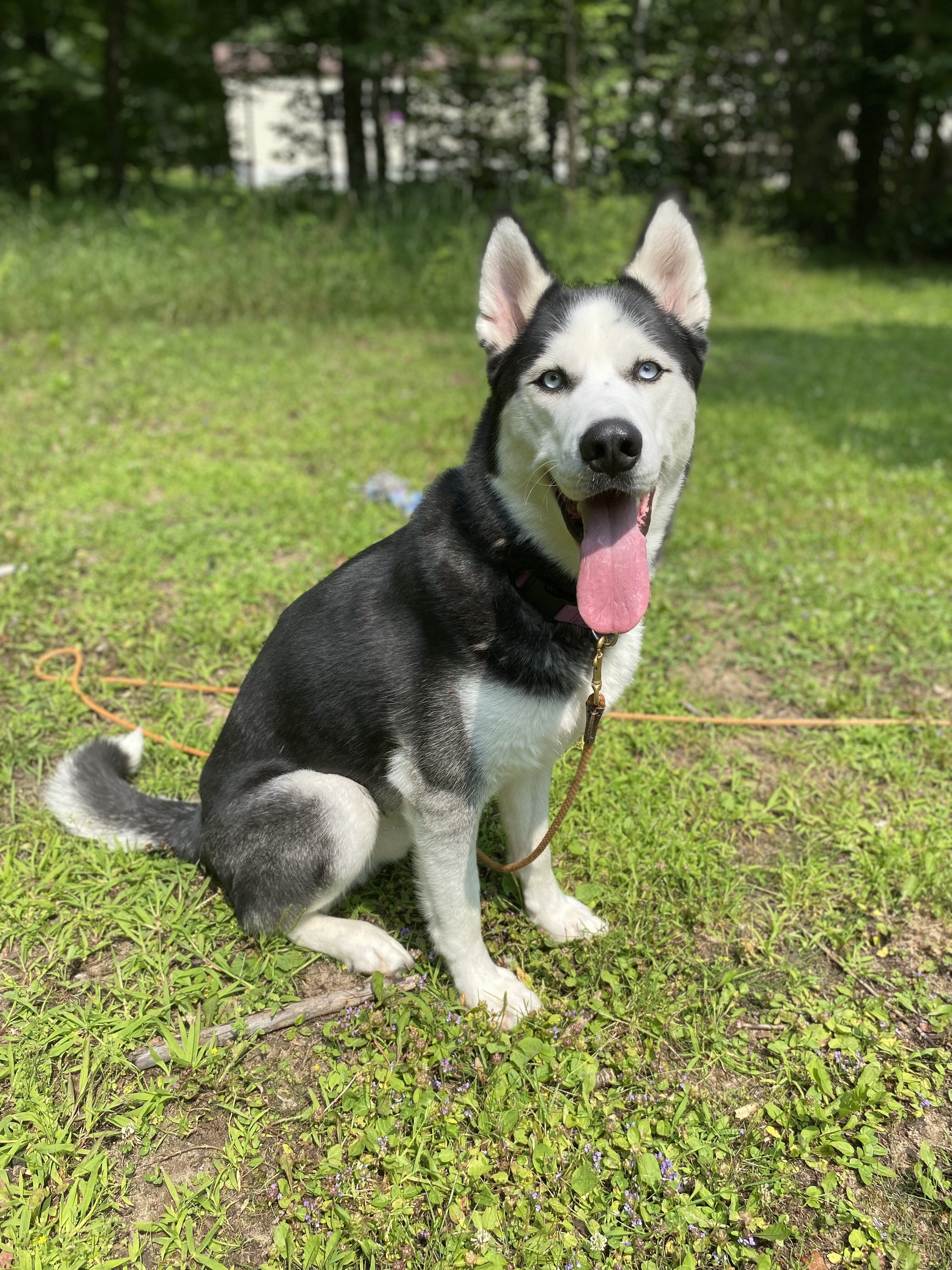 4 yr old Siberian Husky image 5