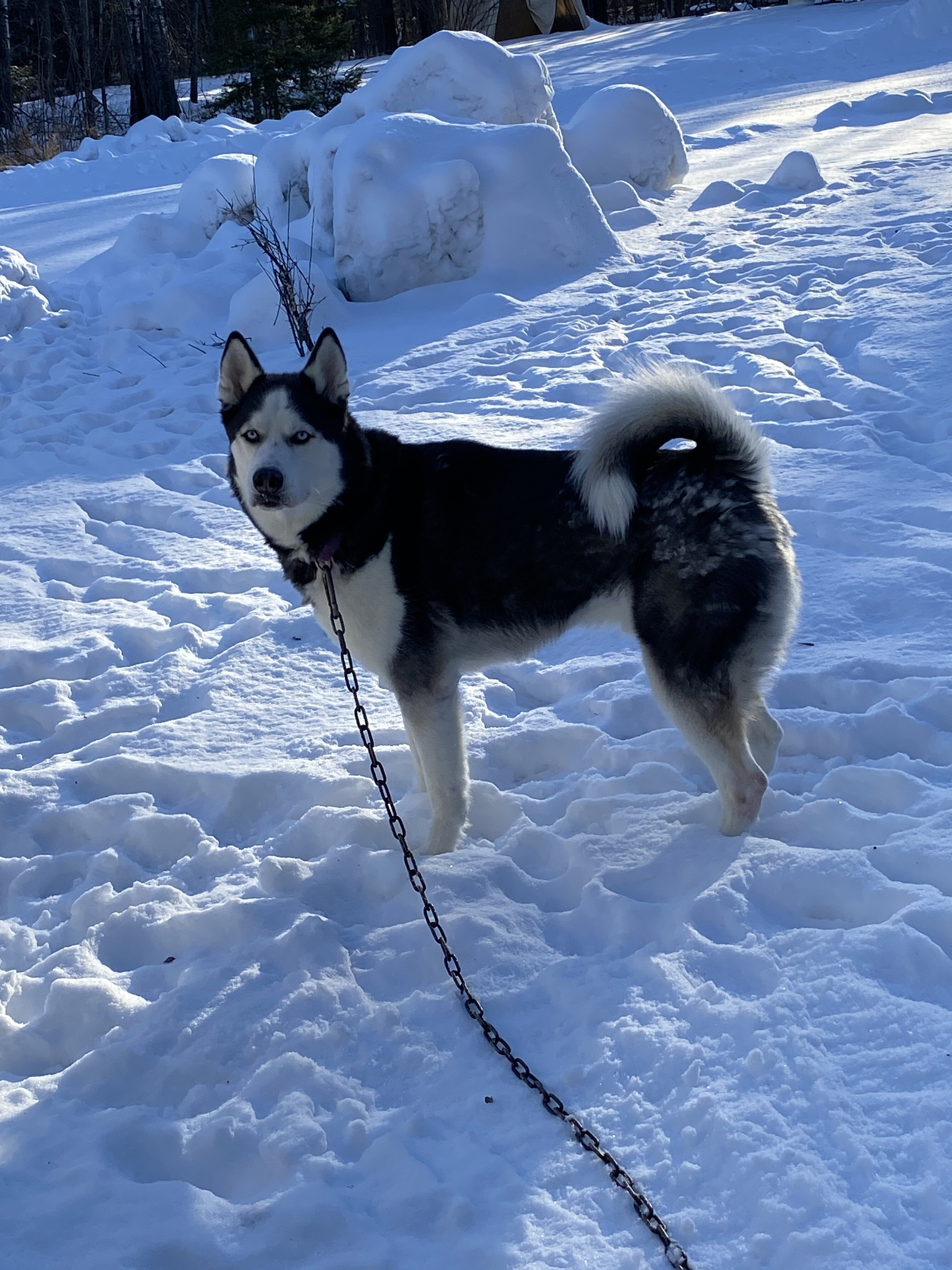 4 yr old Siberian Husky image 4