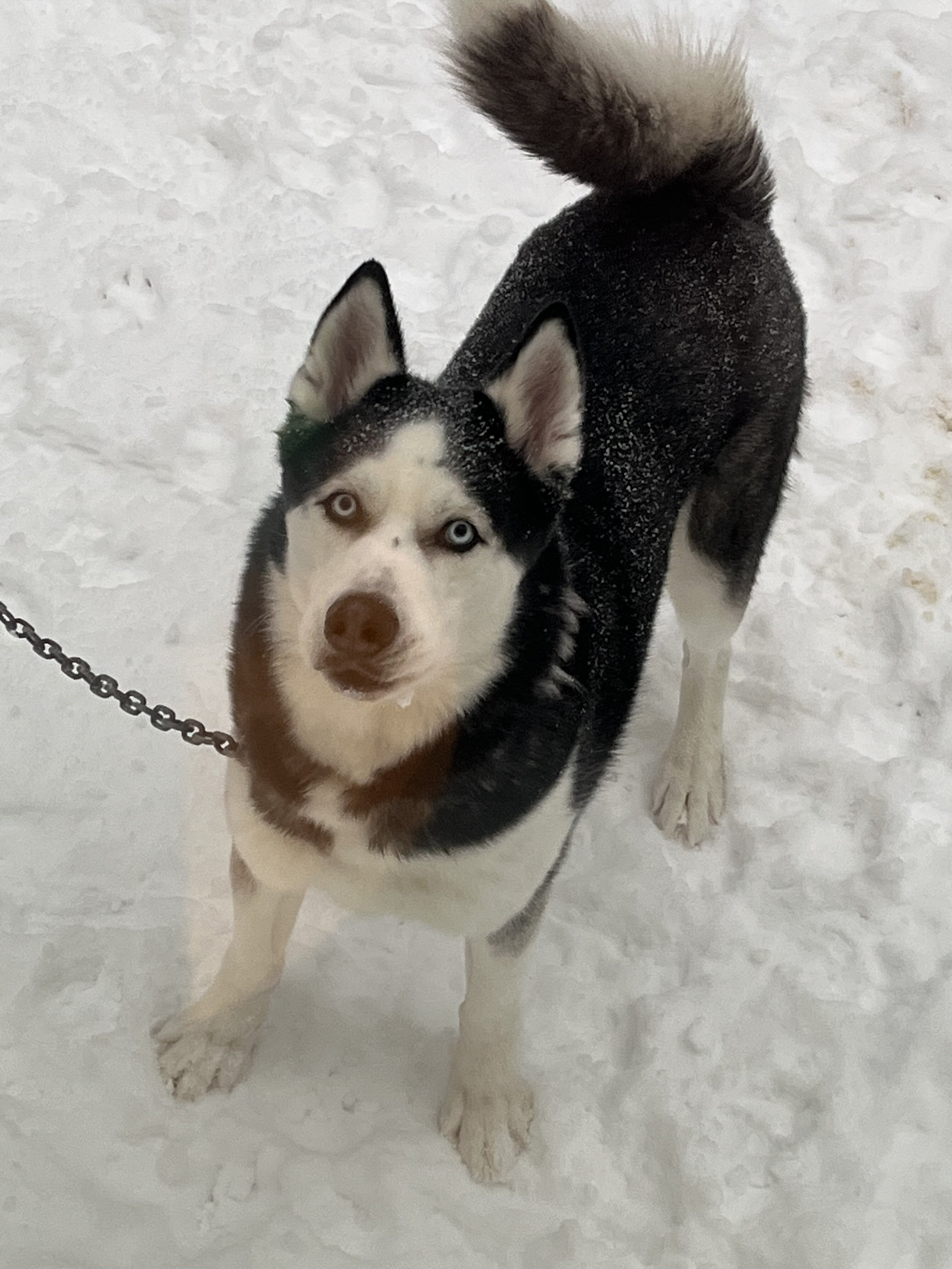 4 yr old Siberian Husky image 3