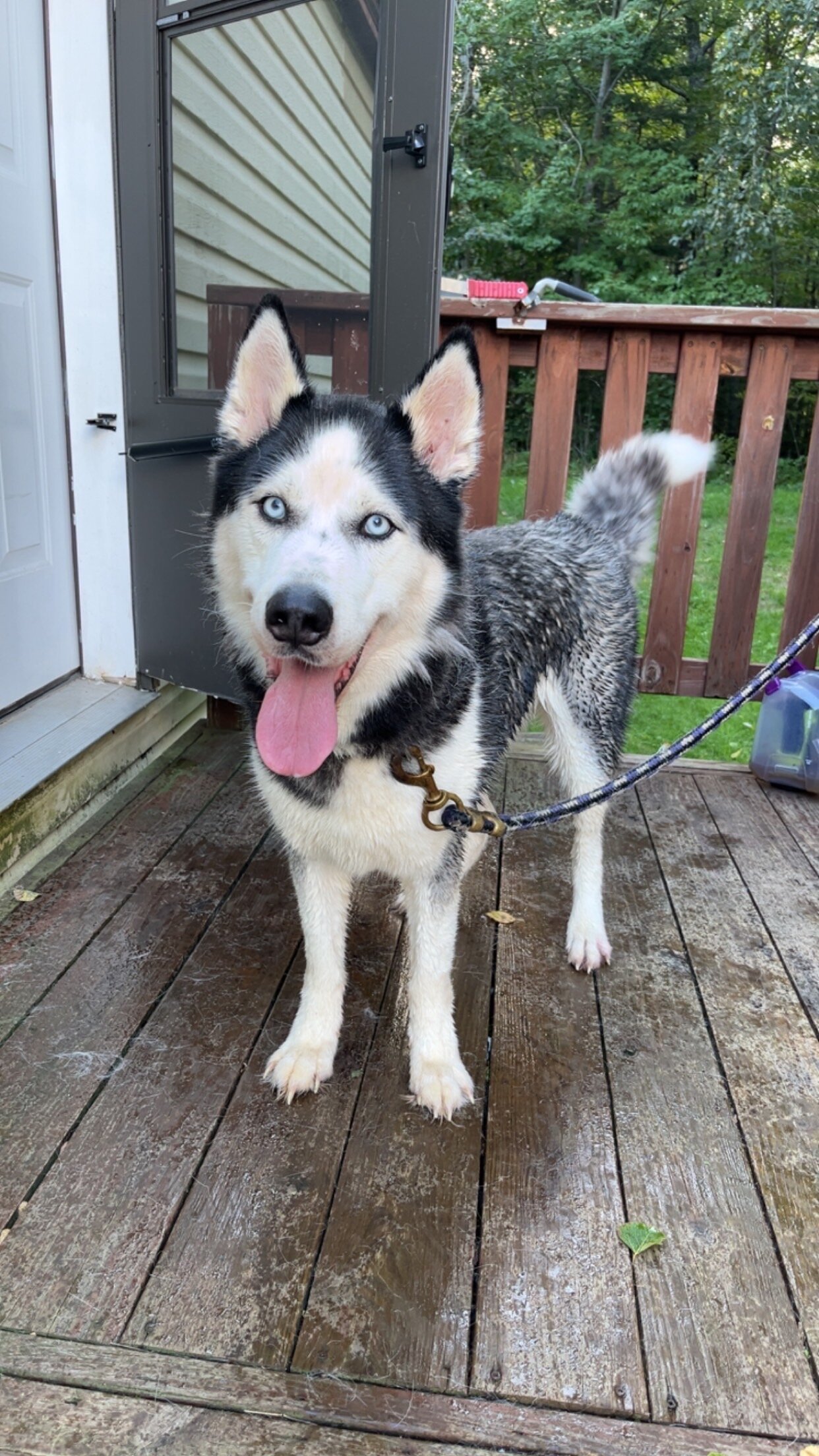 4 yr old Siberian Husky image 2