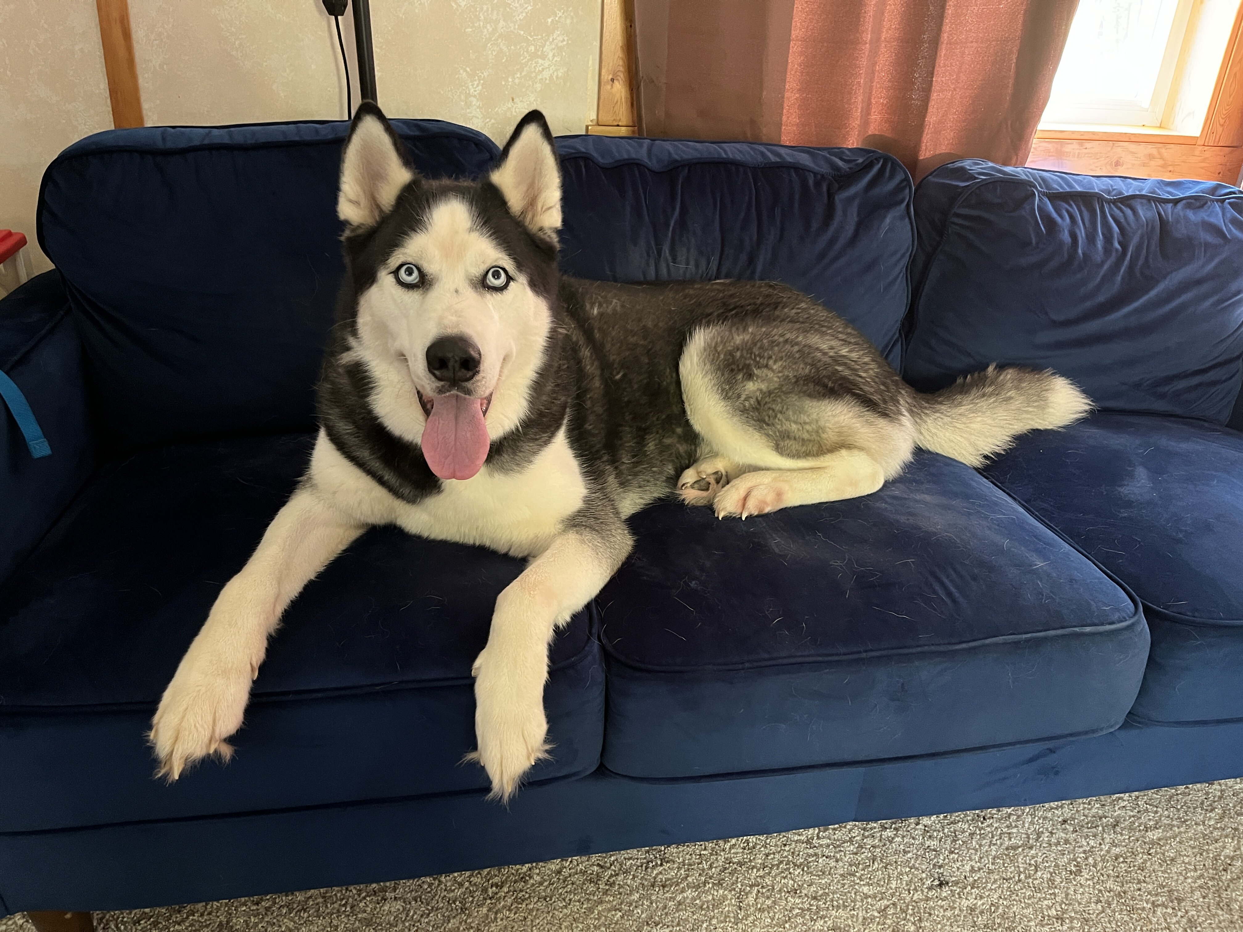 4 yr old Siberian Husky image 1