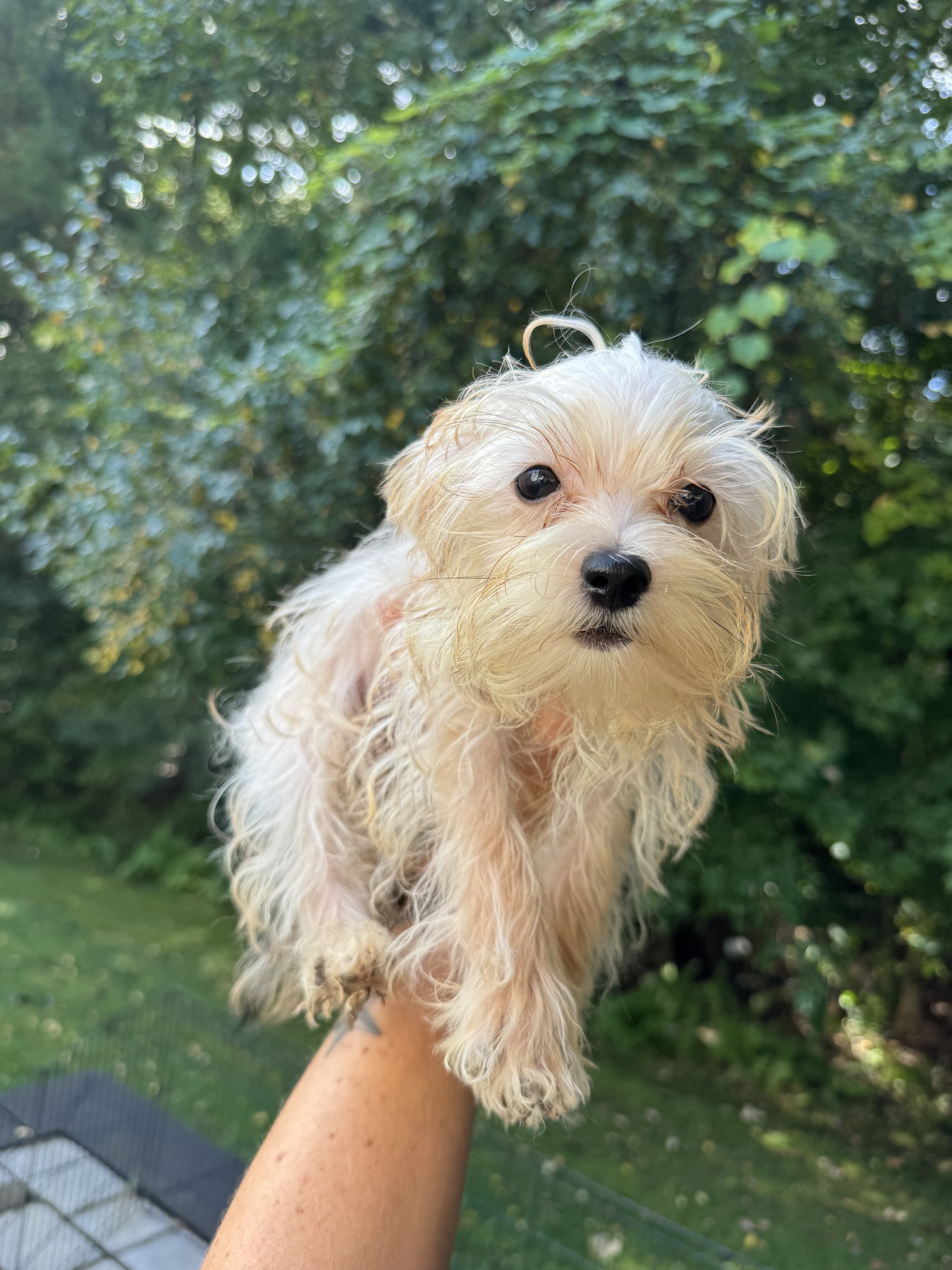 Tiny morkie image 2