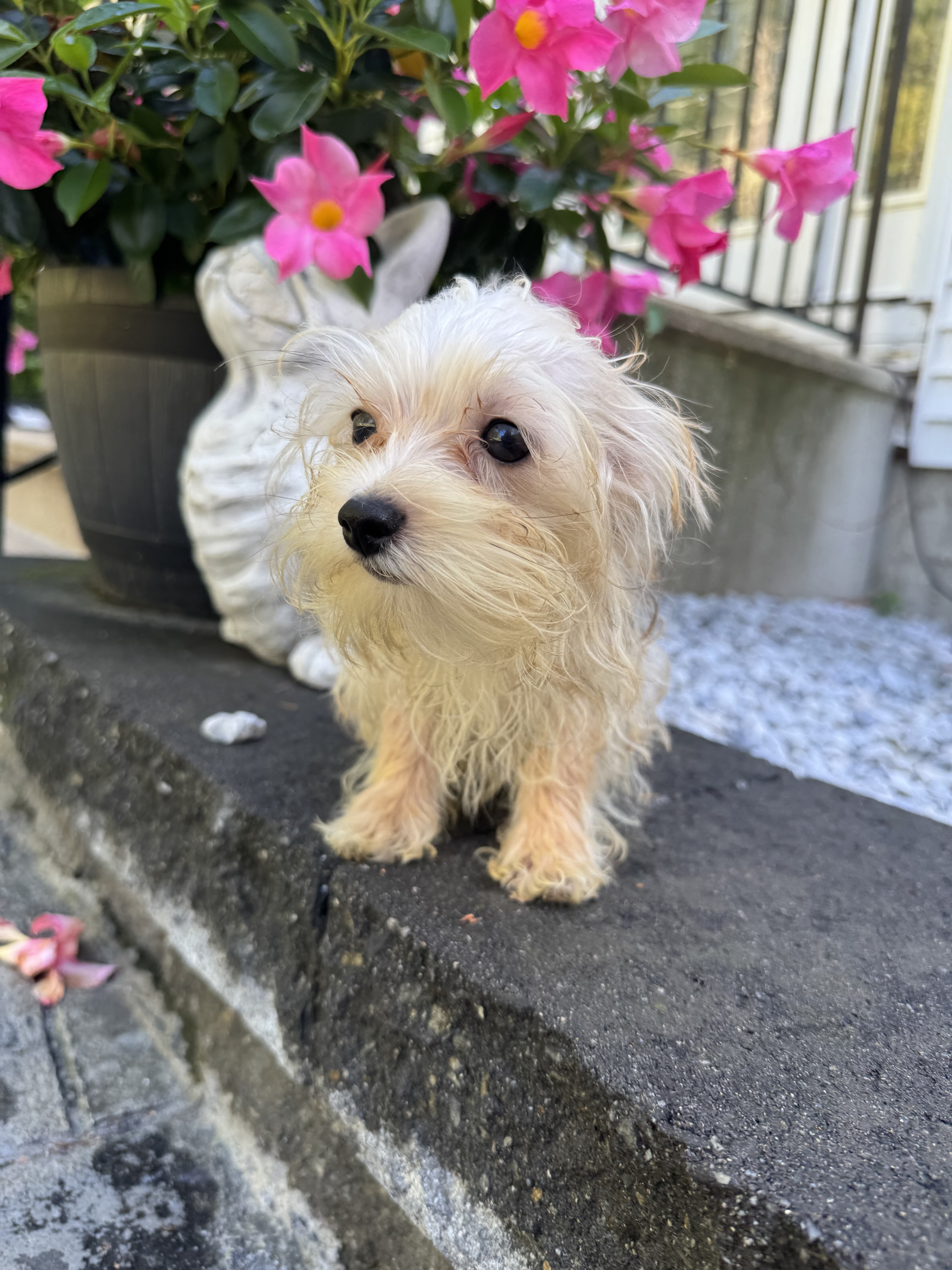 Tiny morkie image 1