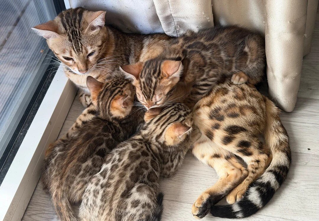 Top Quality Bengal Kittens (2 Boys, 1 Girl) image 1